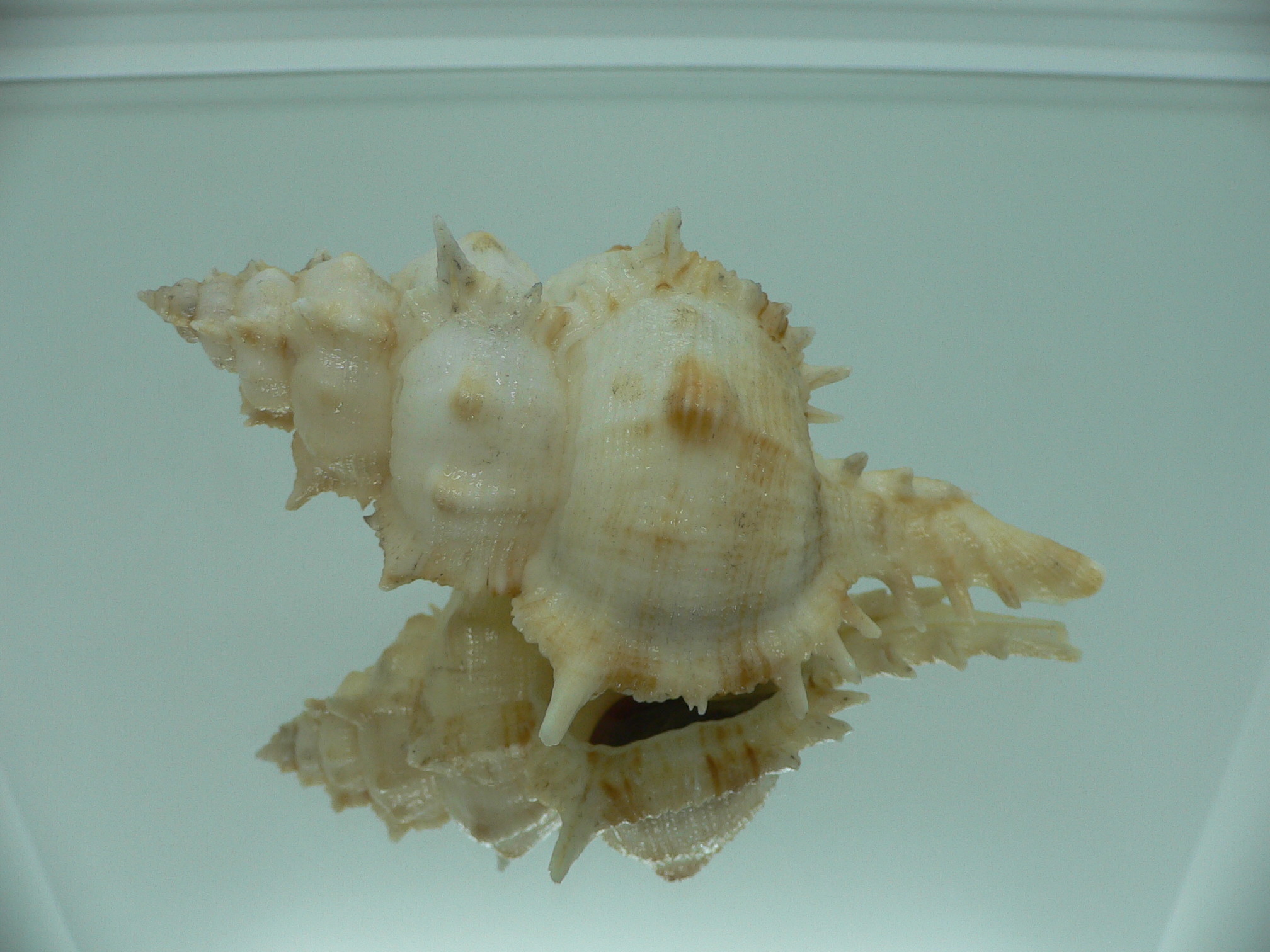 Siratus pliciferoides