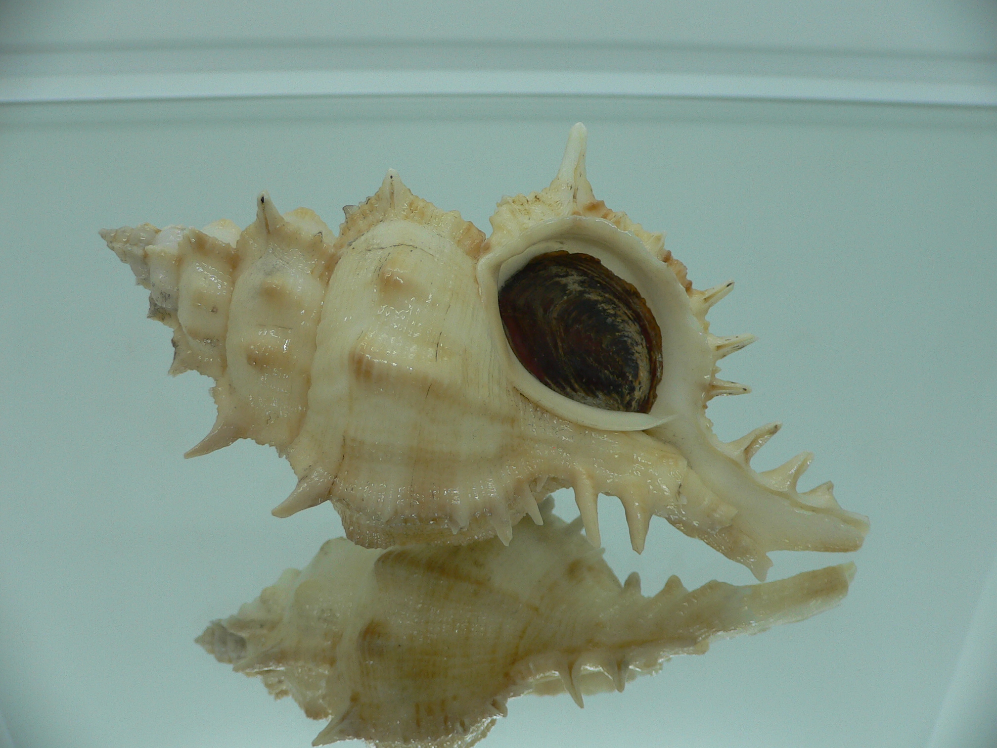 Siratus pliciferoides