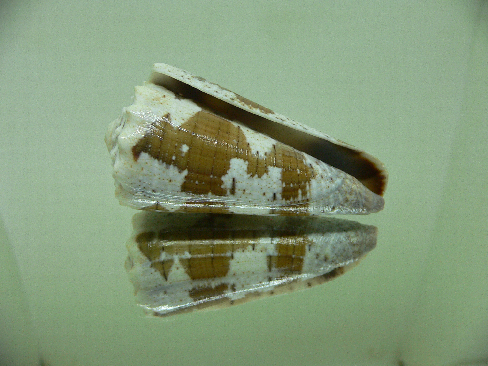 Conus imperialis fuscatus (var.) WIDE