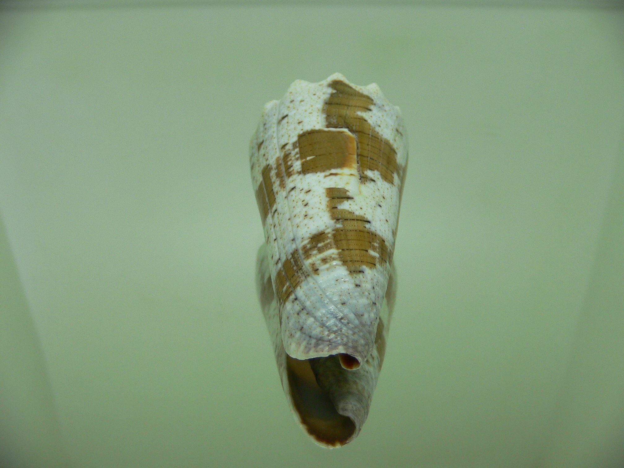 Conus imperialis fuscatus (var.) WIDE