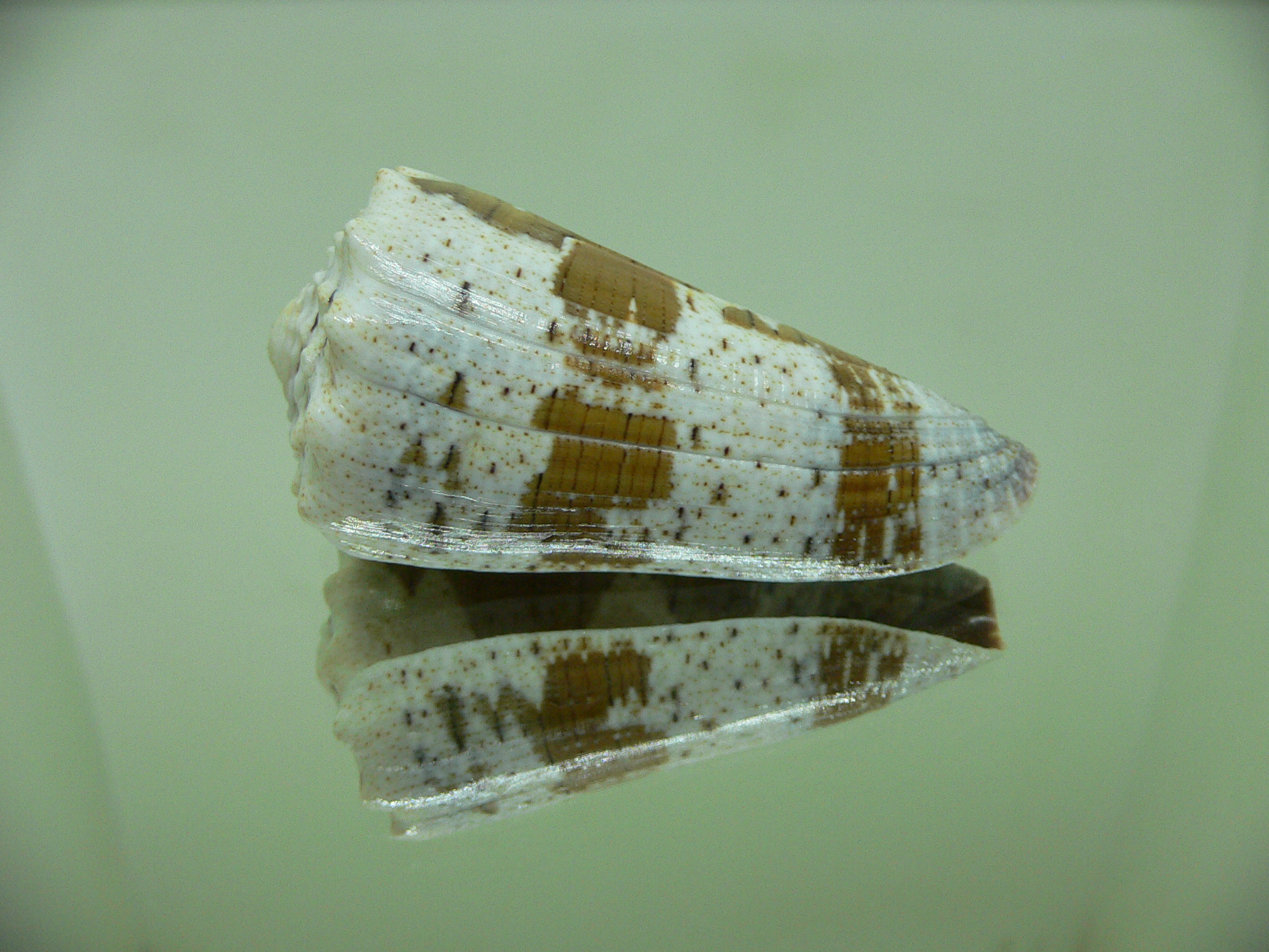 Conus imperialis fuscatus (var.) WIDE