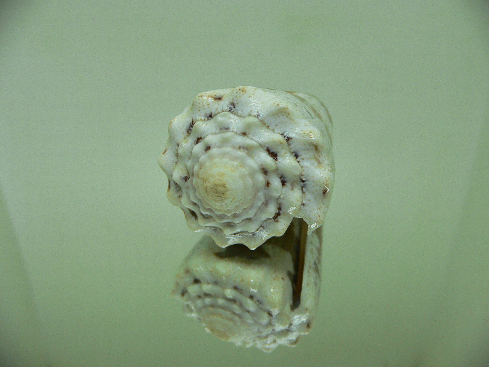 Conus imperialis fuscatus (var.) WIDE