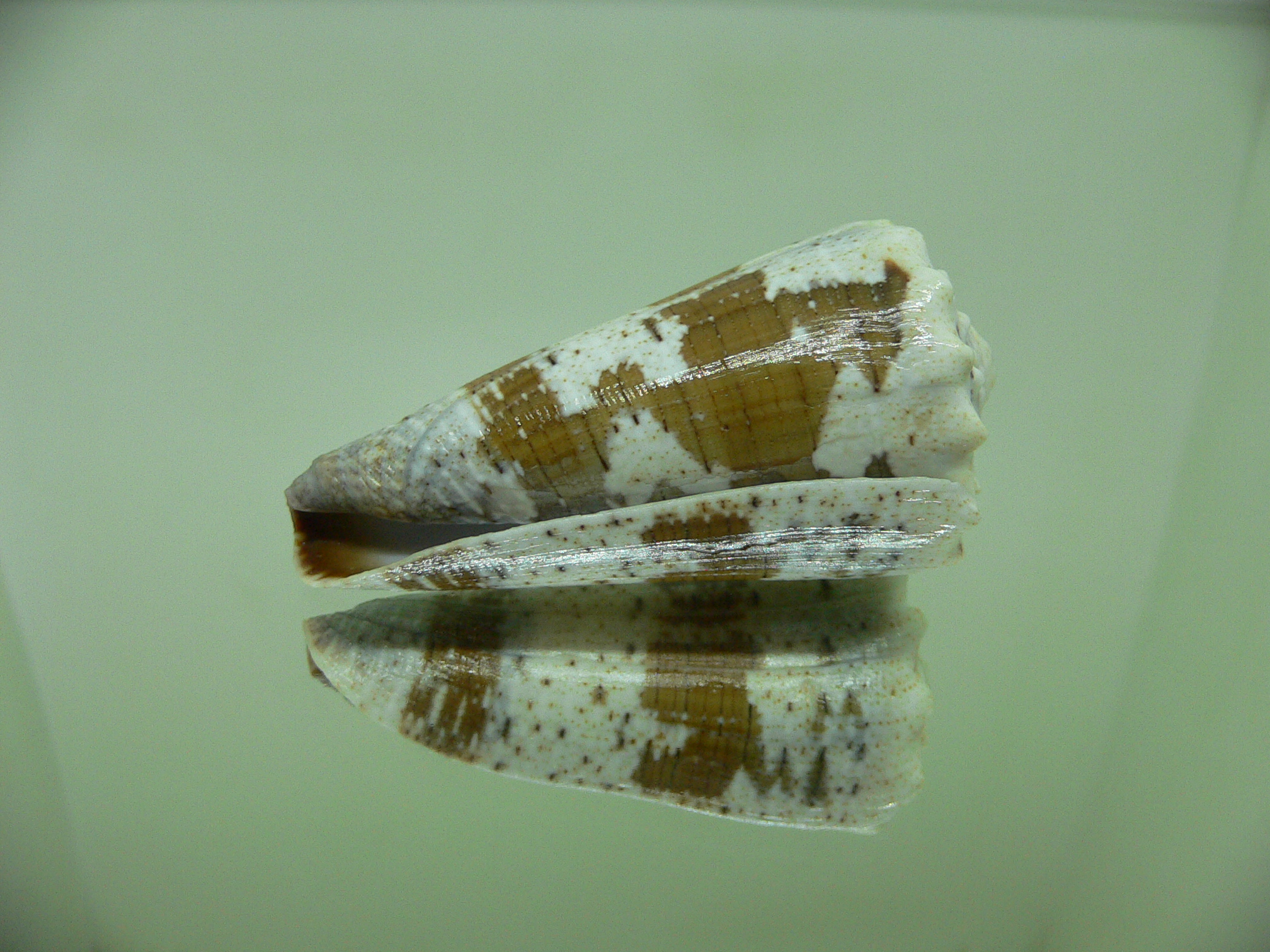 Conus imperialis fuscatus (var.) WIDE