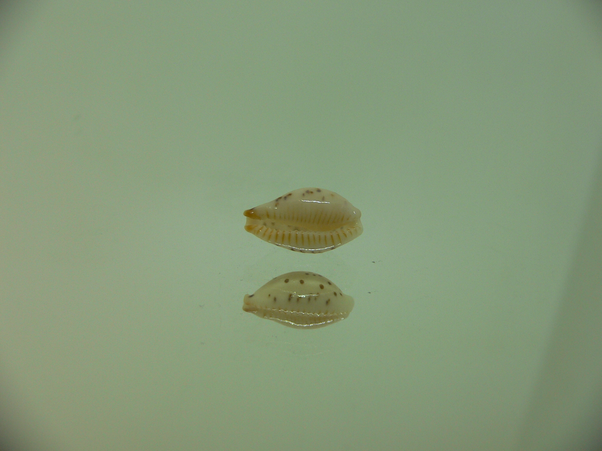 Cypraea punctata SP.