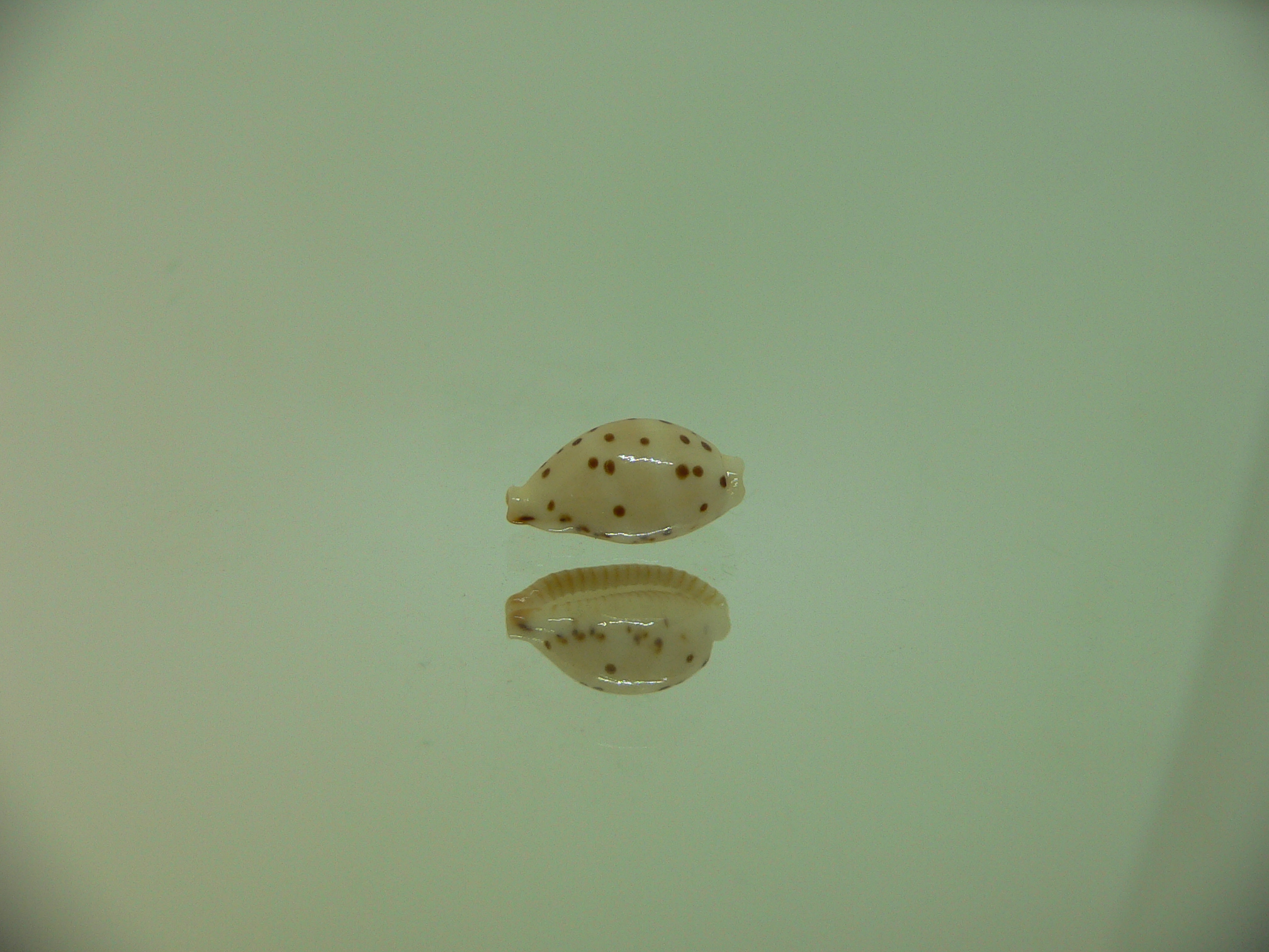 Cypraea punctata SP.