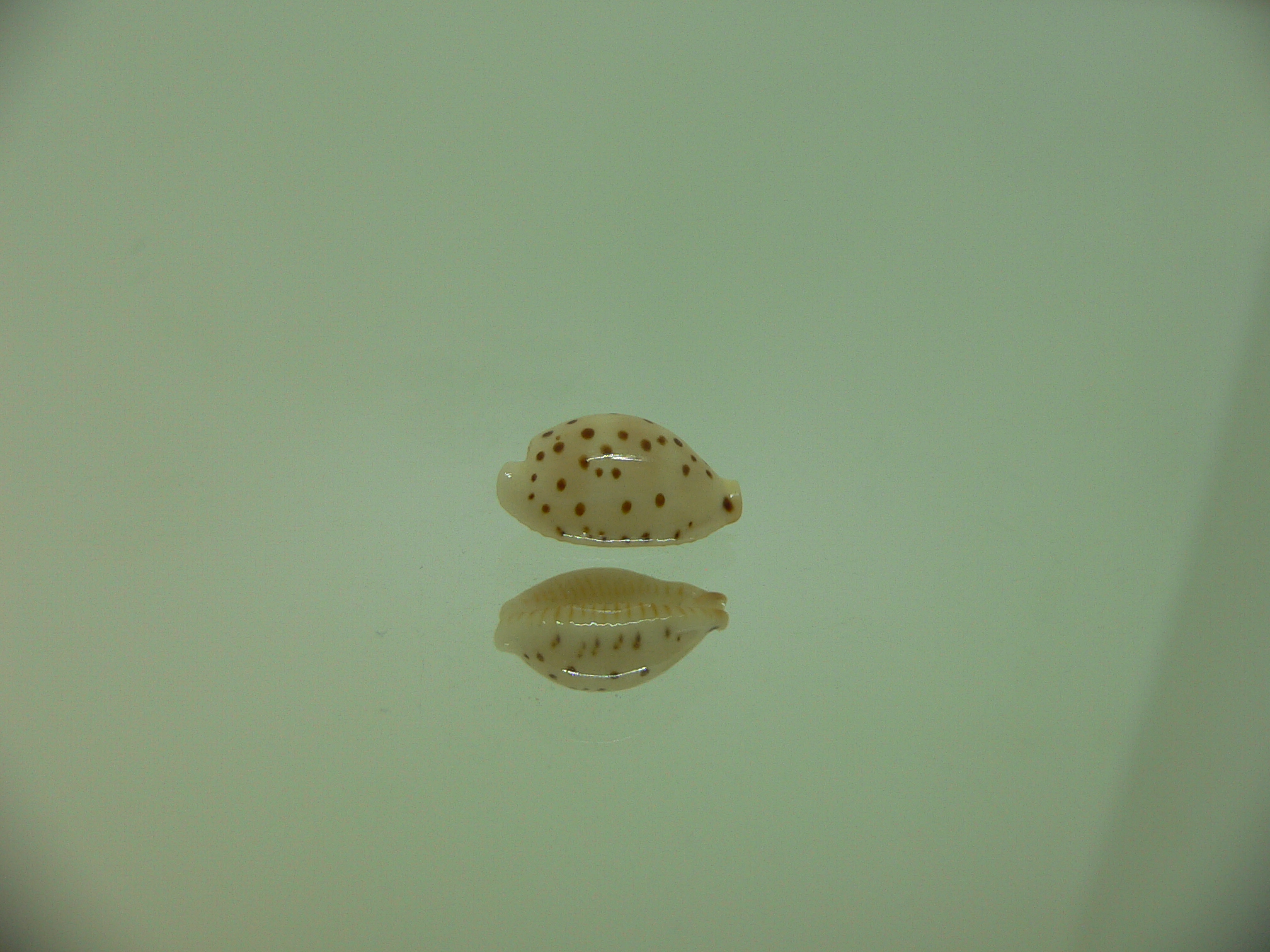 Cypraea punctata SP.