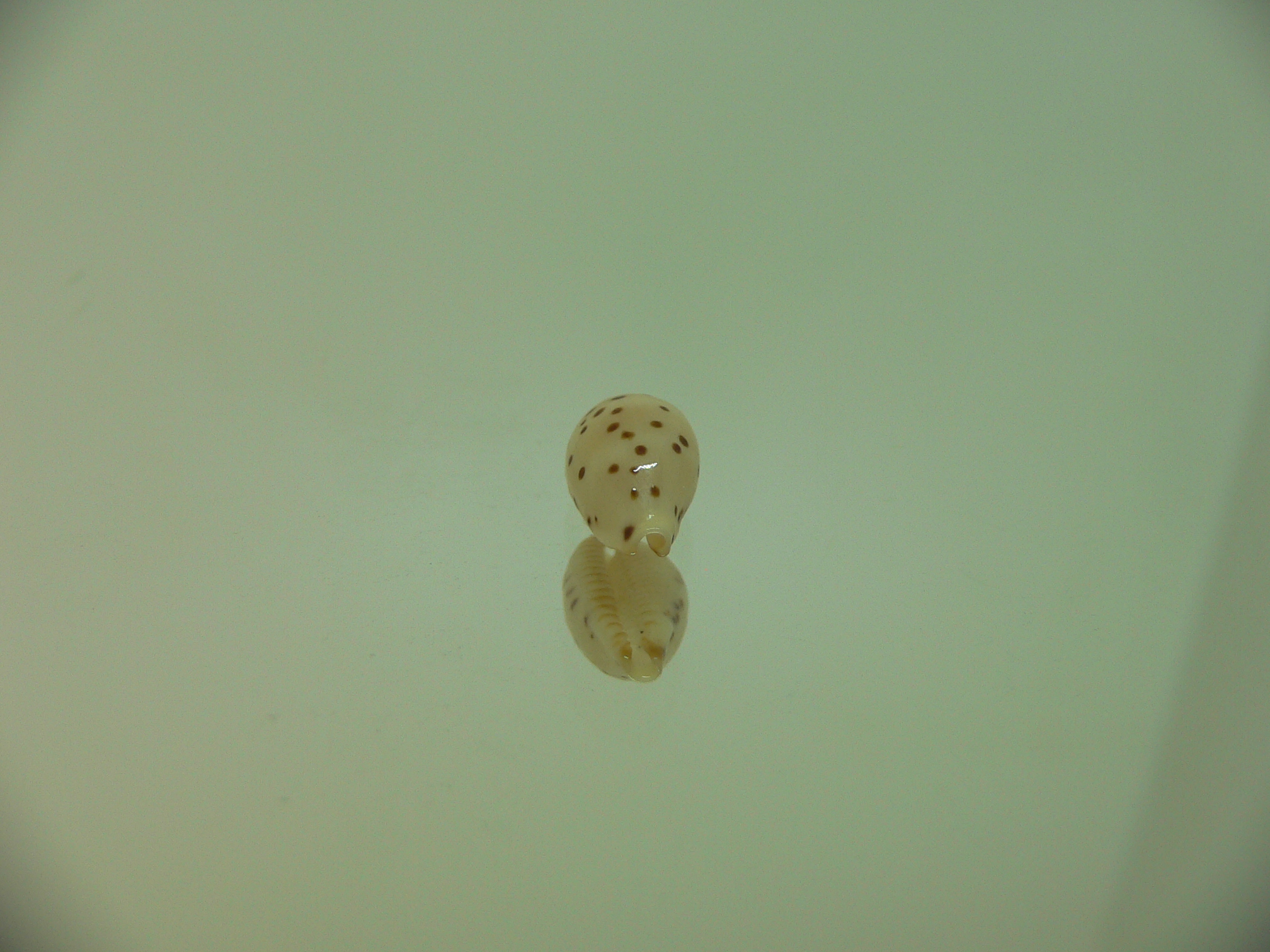 Cypraea punctata SP.