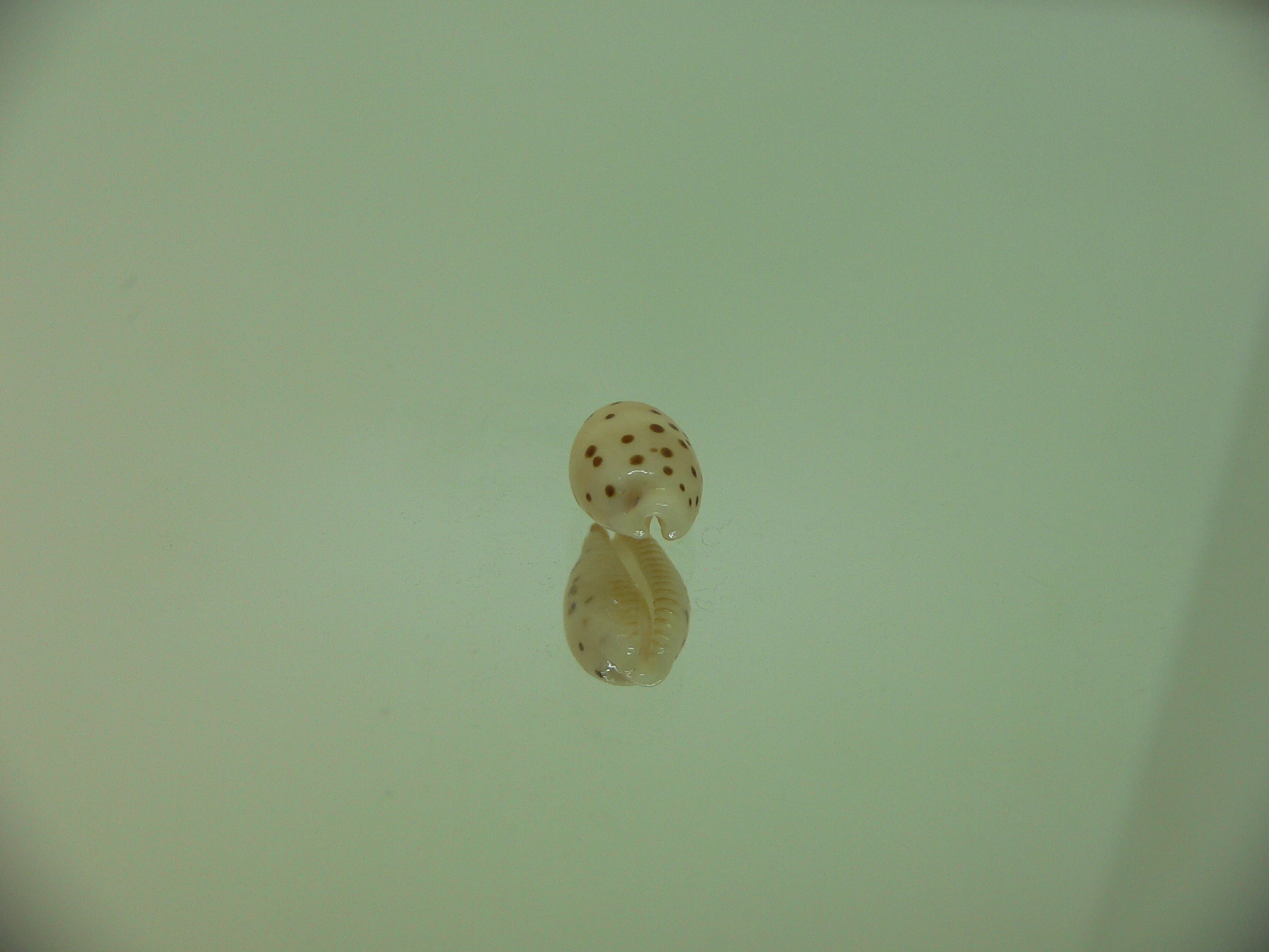 Cypraea punctata SP.