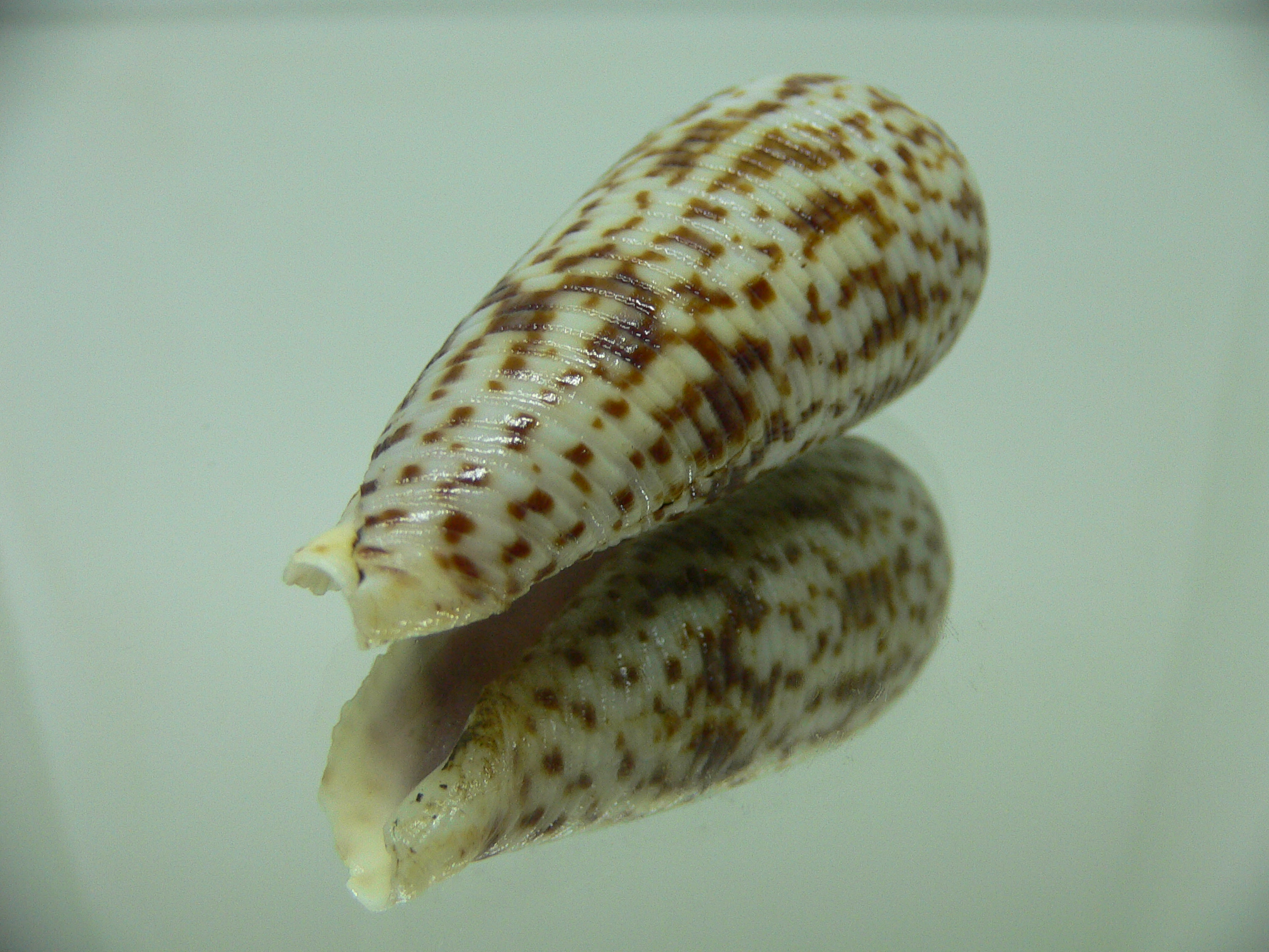 Conus laterculatus 1