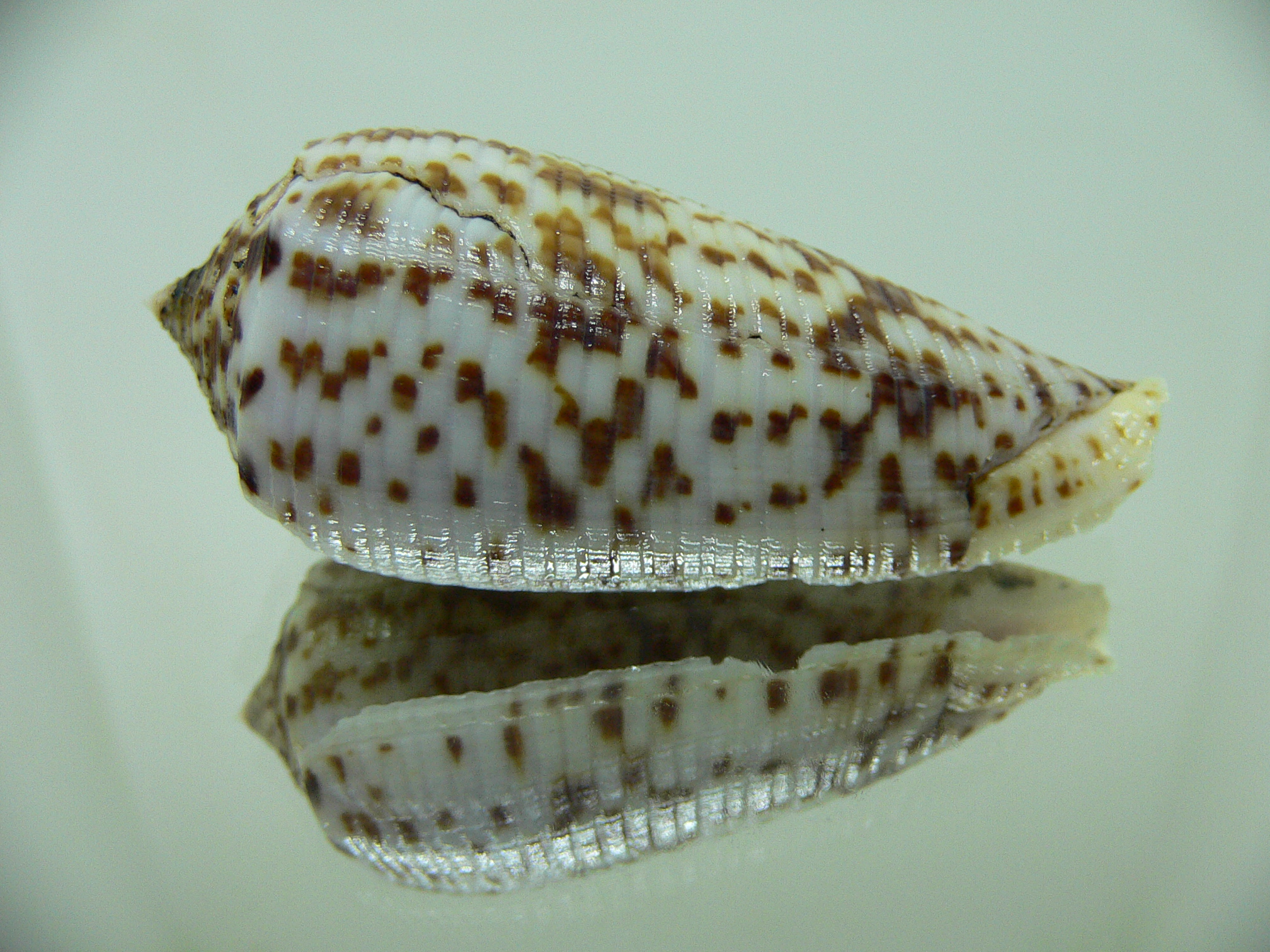 Conus laterculatus 1