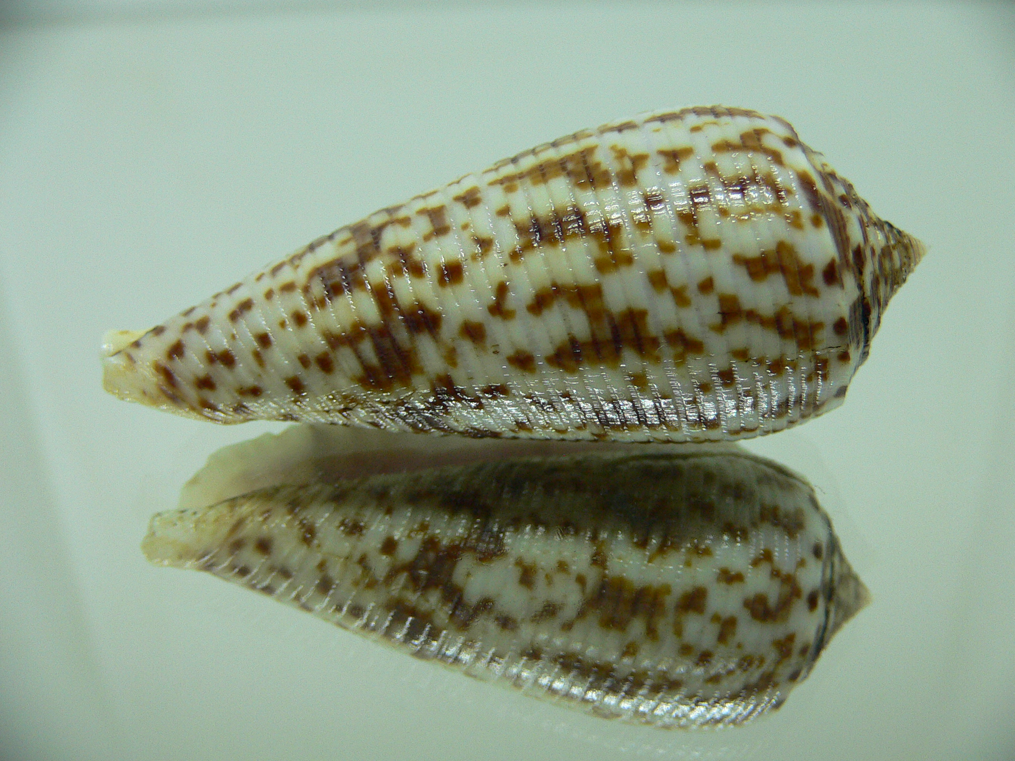 Conus laterculatus 1