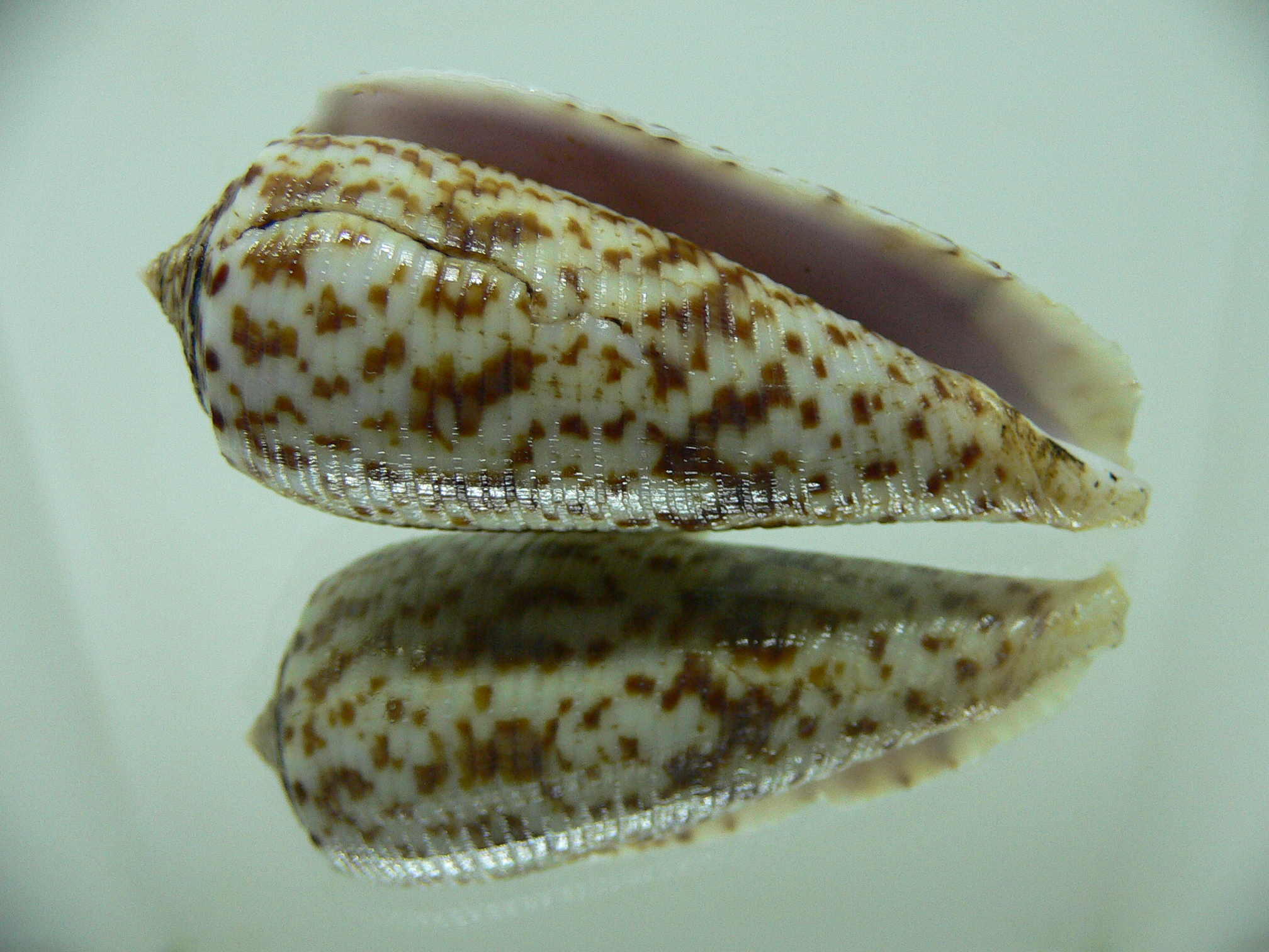 Conus laterculatus 1