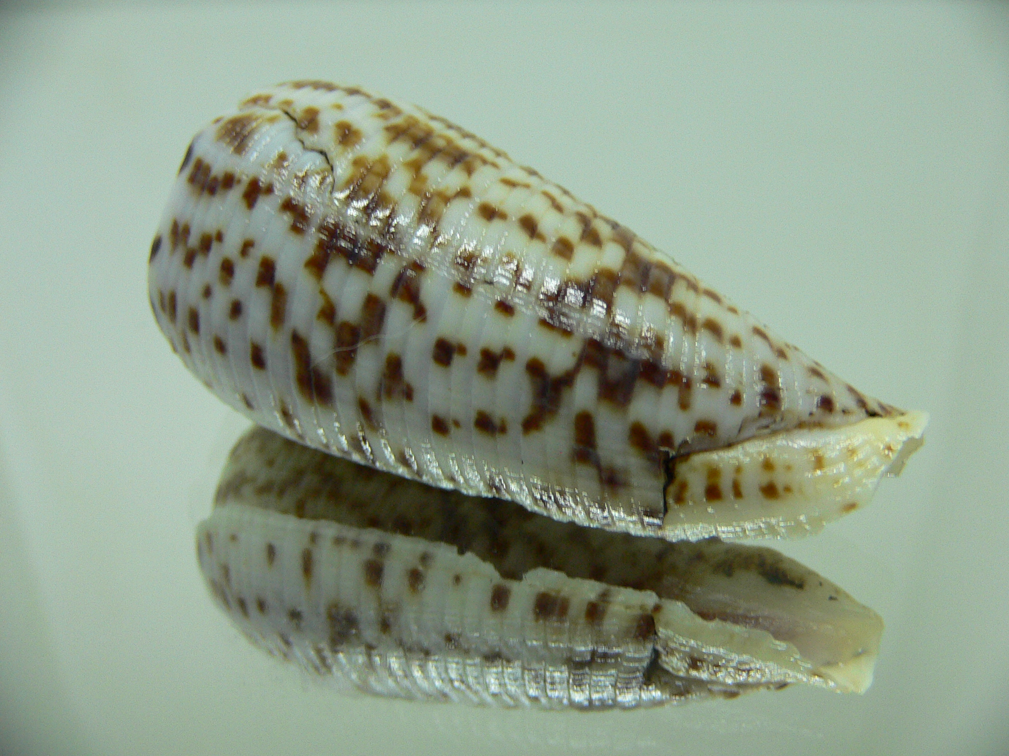 Conus laterculatus 1