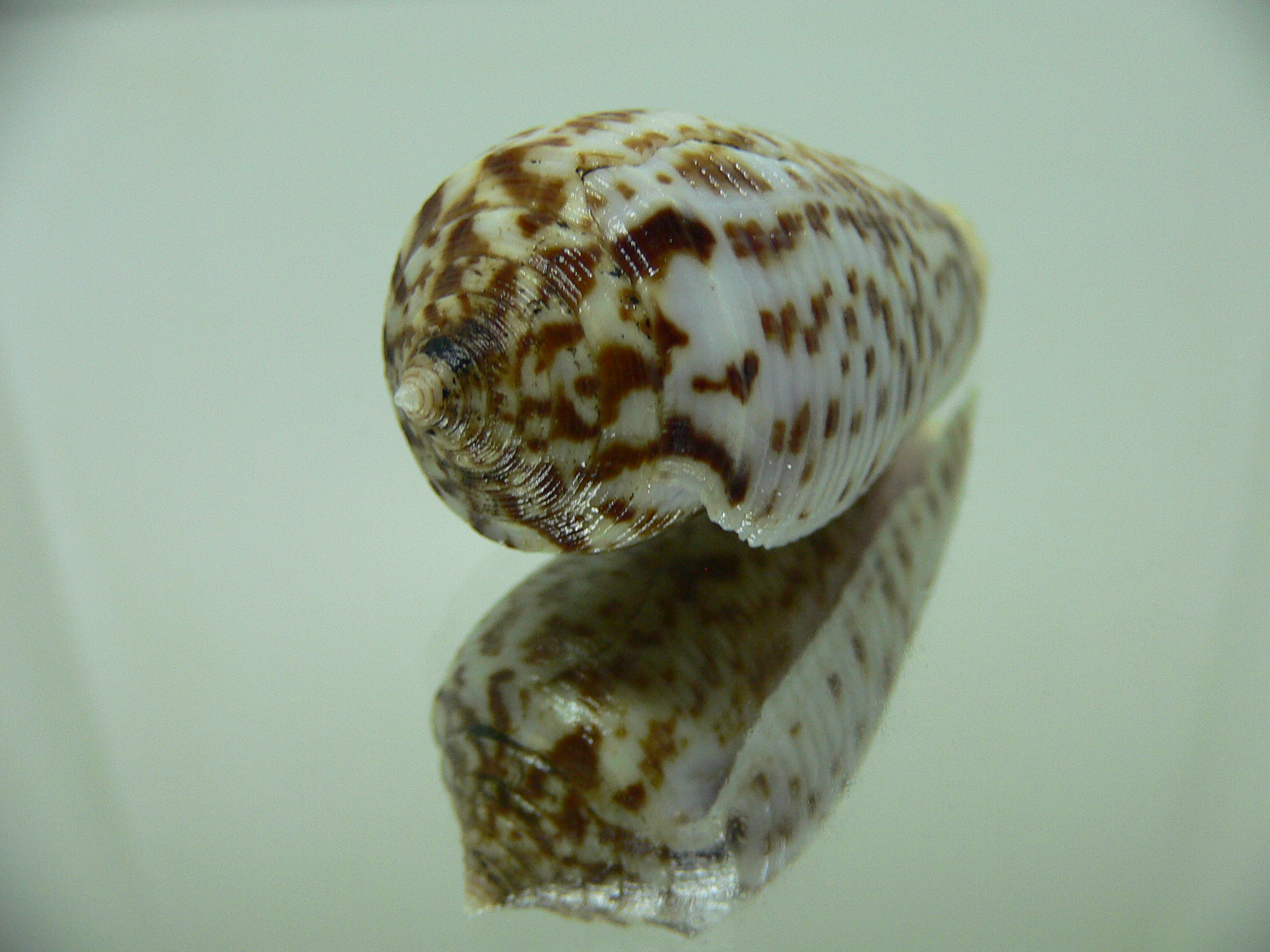 Conus laterculatus 1