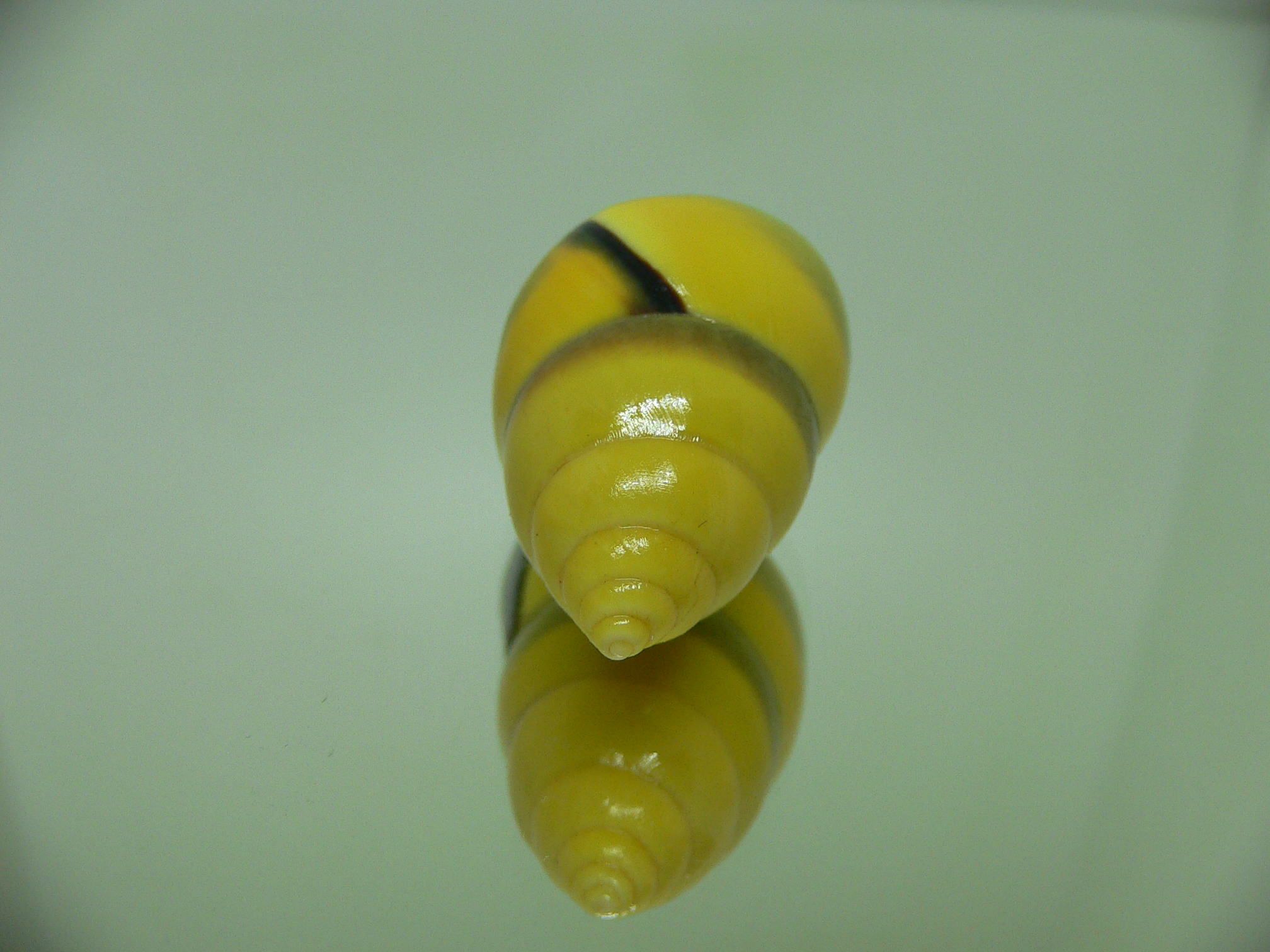 Amphidromus butoti f. infraviridis WONDERFUL & FANTASTIC