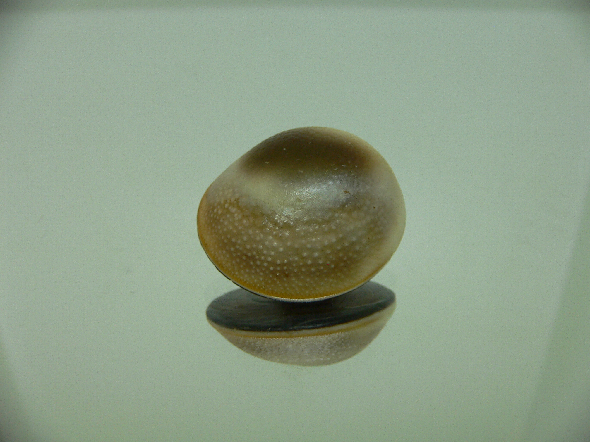 Крышечка (Marmarostoma) СРЕДНЯЯ