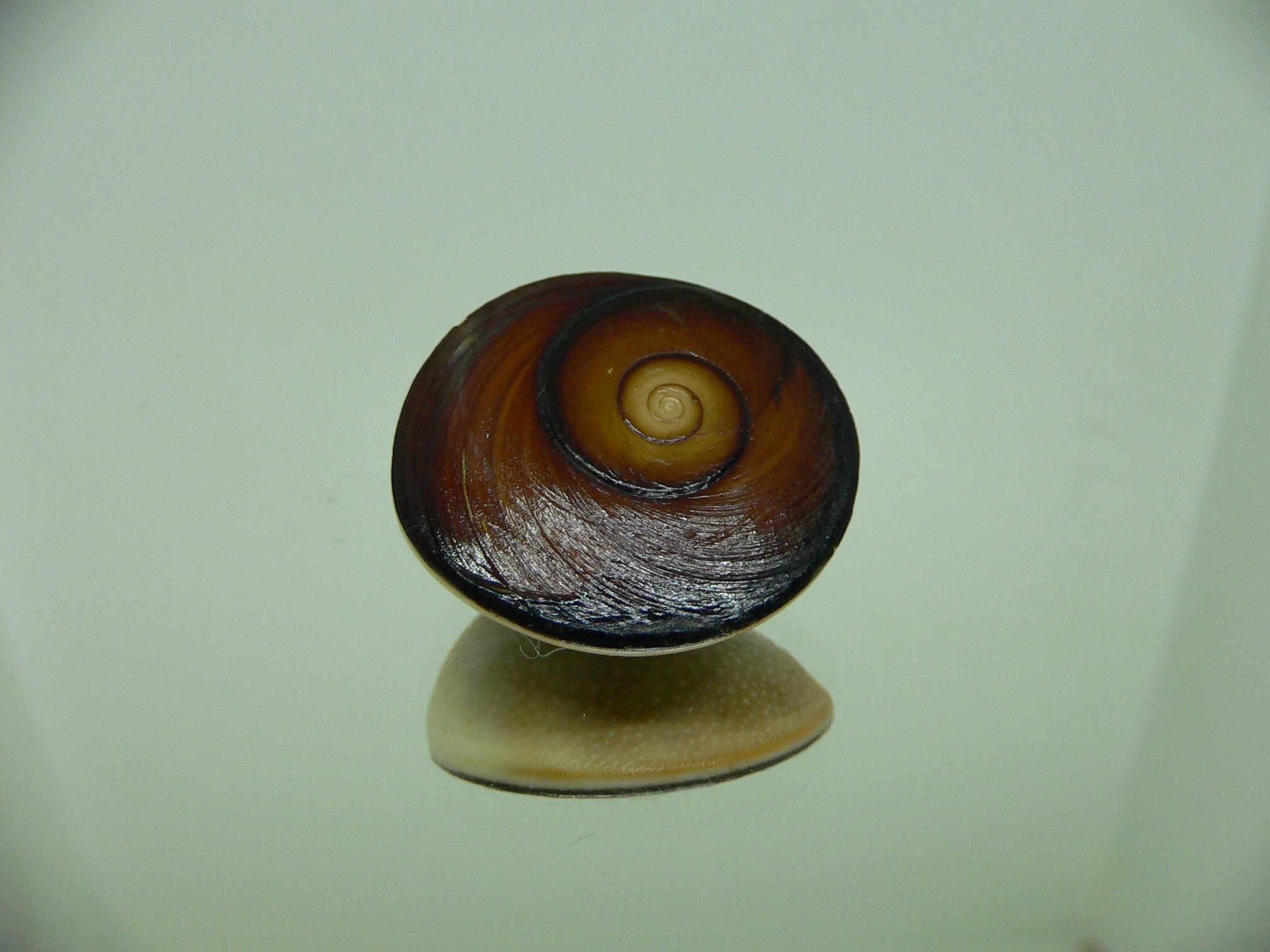 Крышечка (Marmarostoma) СРЕДНЯЯ