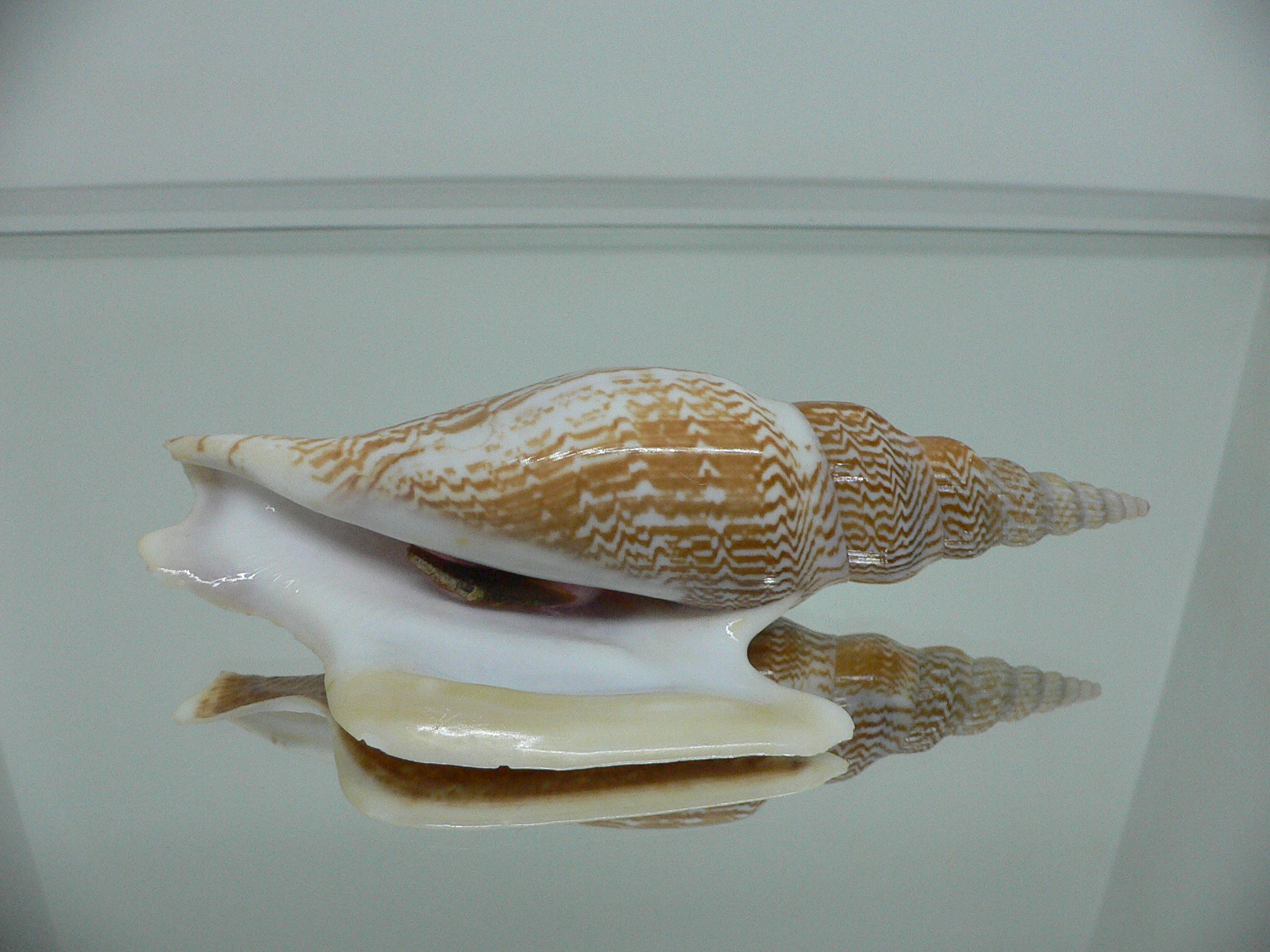 Mirabilistrombus listeri VERY BIG