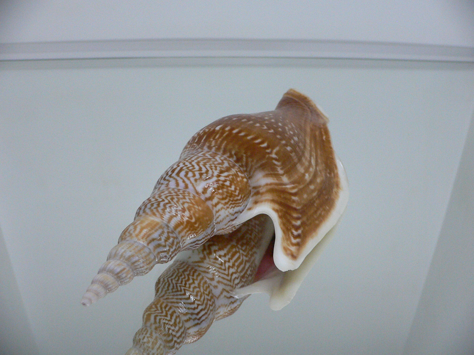 Mirabilistrombus listeri VERY BIG