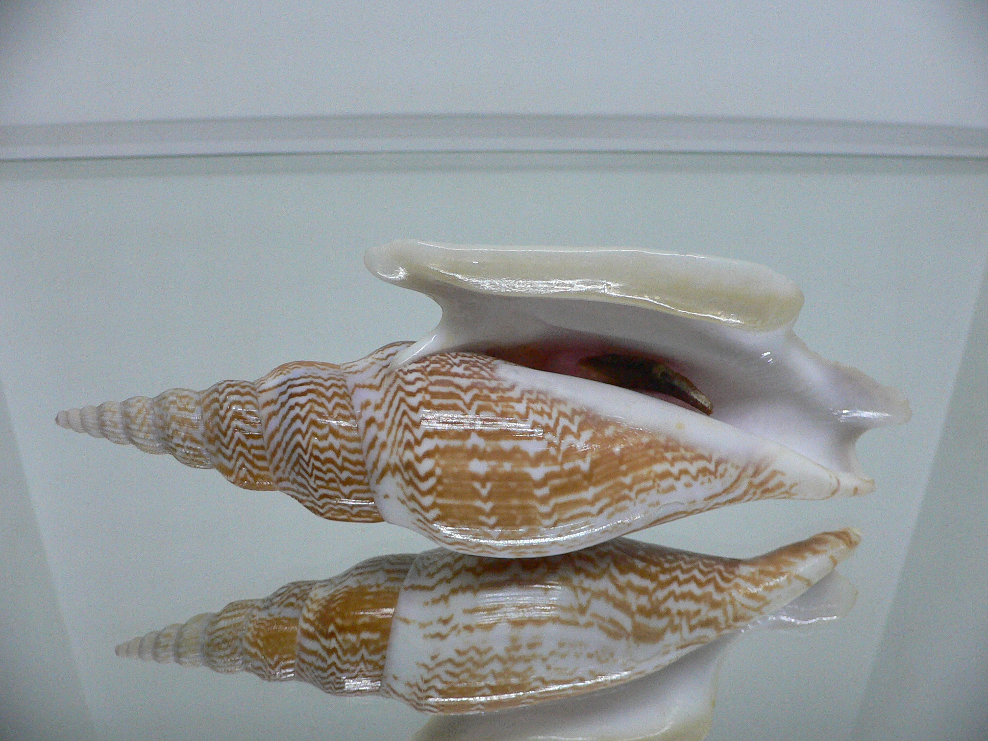 Mirabilistrombus listeri VERY BIG