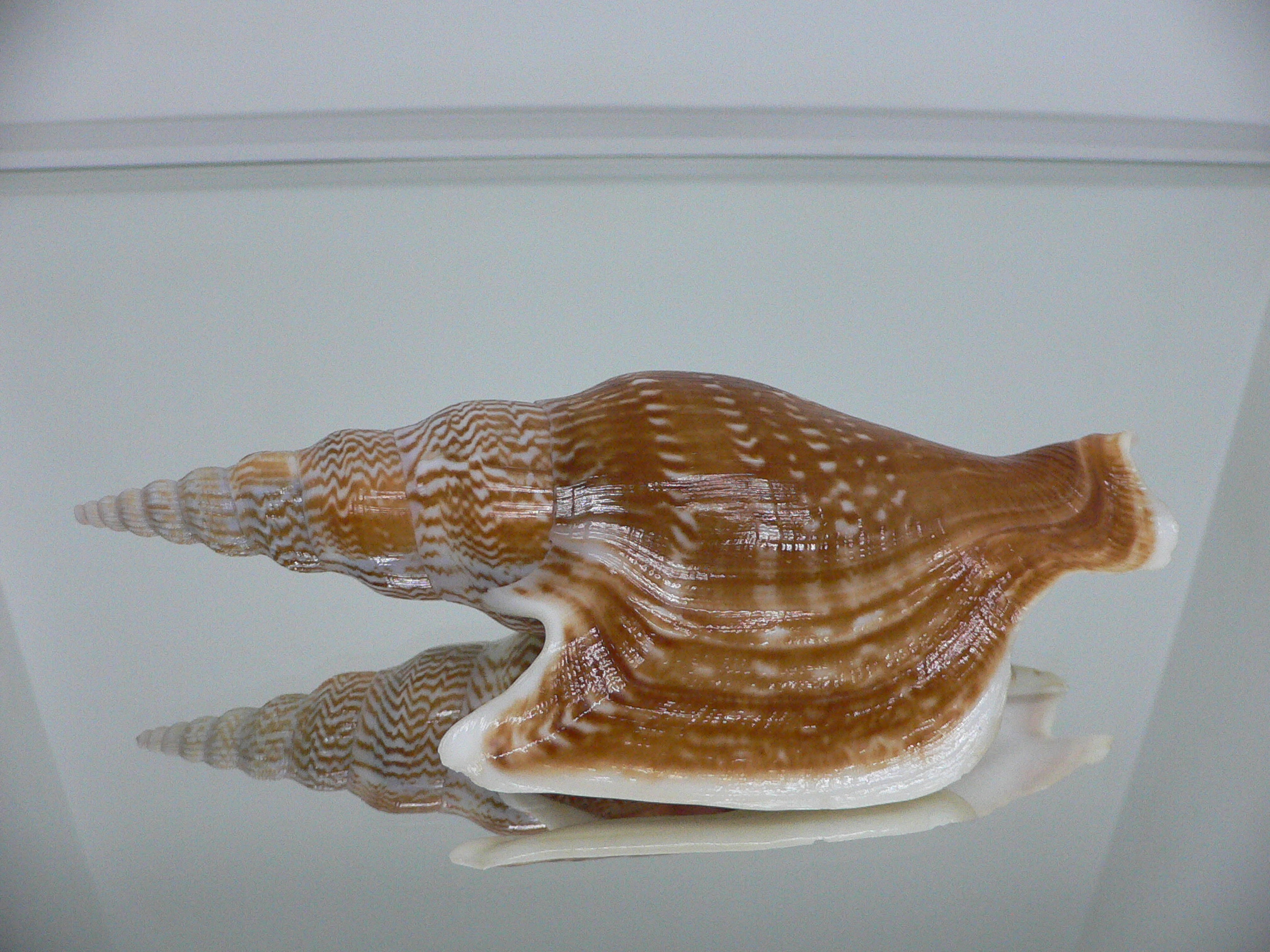 Mirabilistrombus listeri VERY BIG