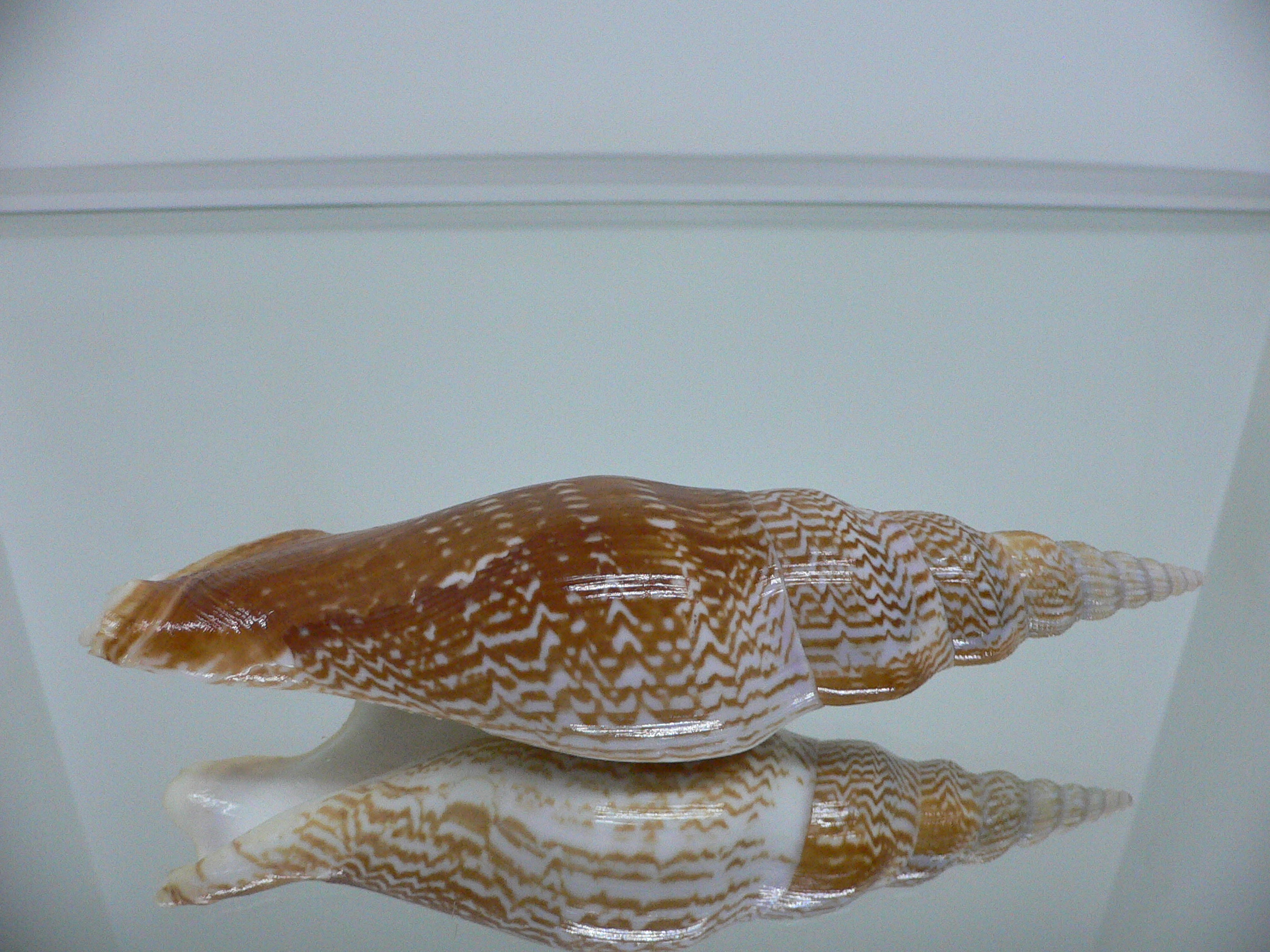 Mirabilistrombus listeri VERY BIG