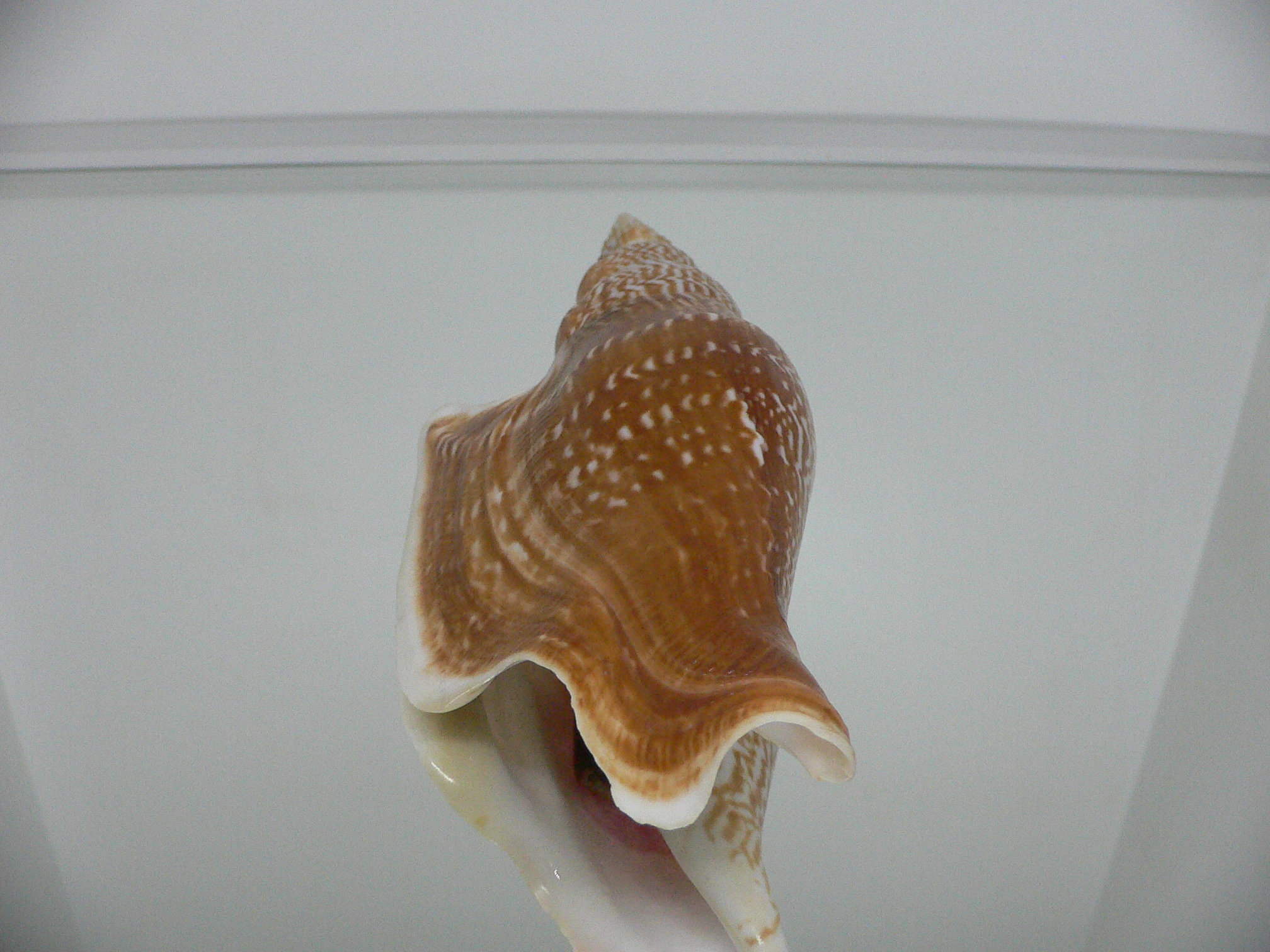 Mirabilistrombus listeri VERY BIG