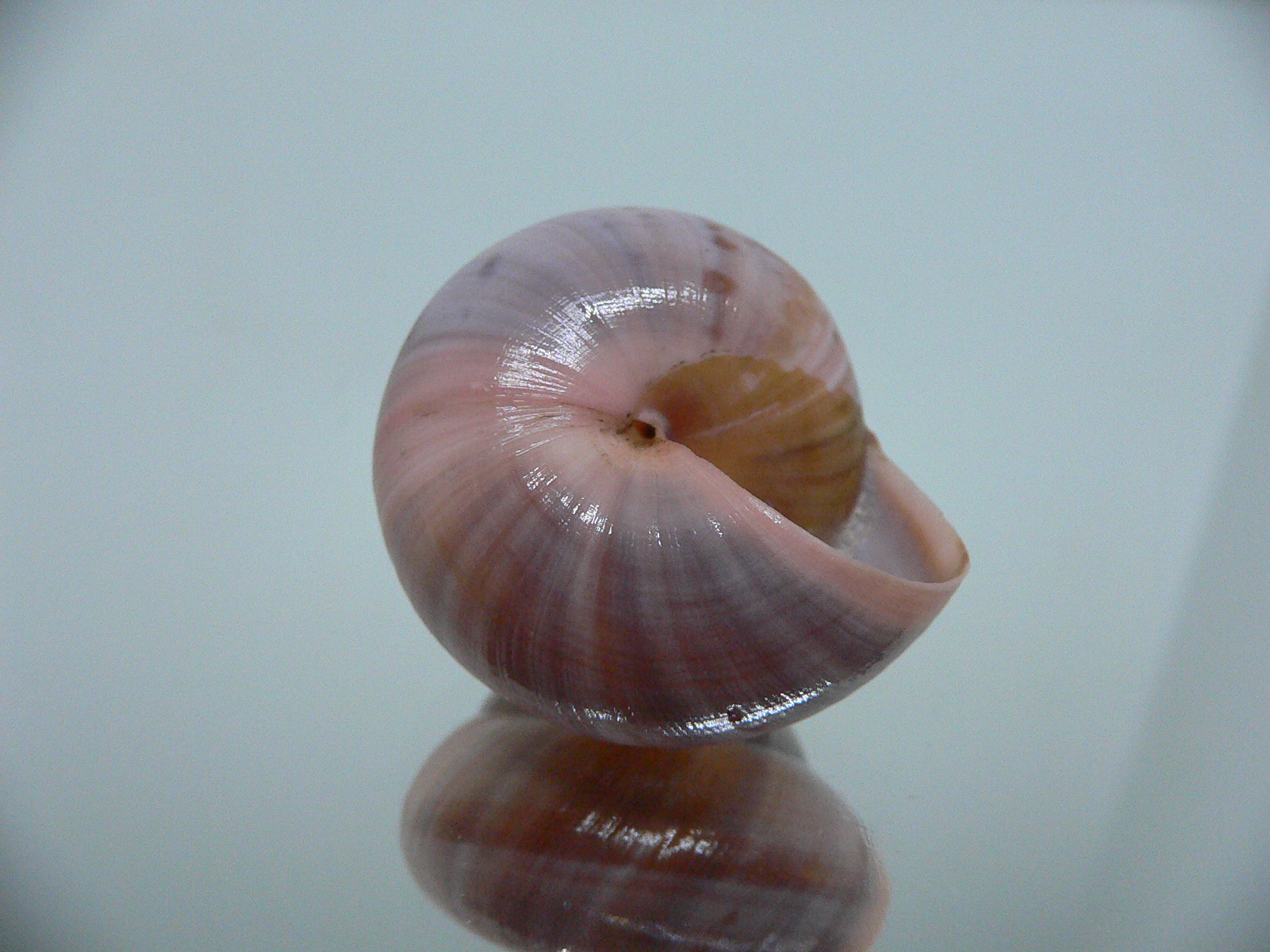 Asperitas sparsa baliensis LILAC