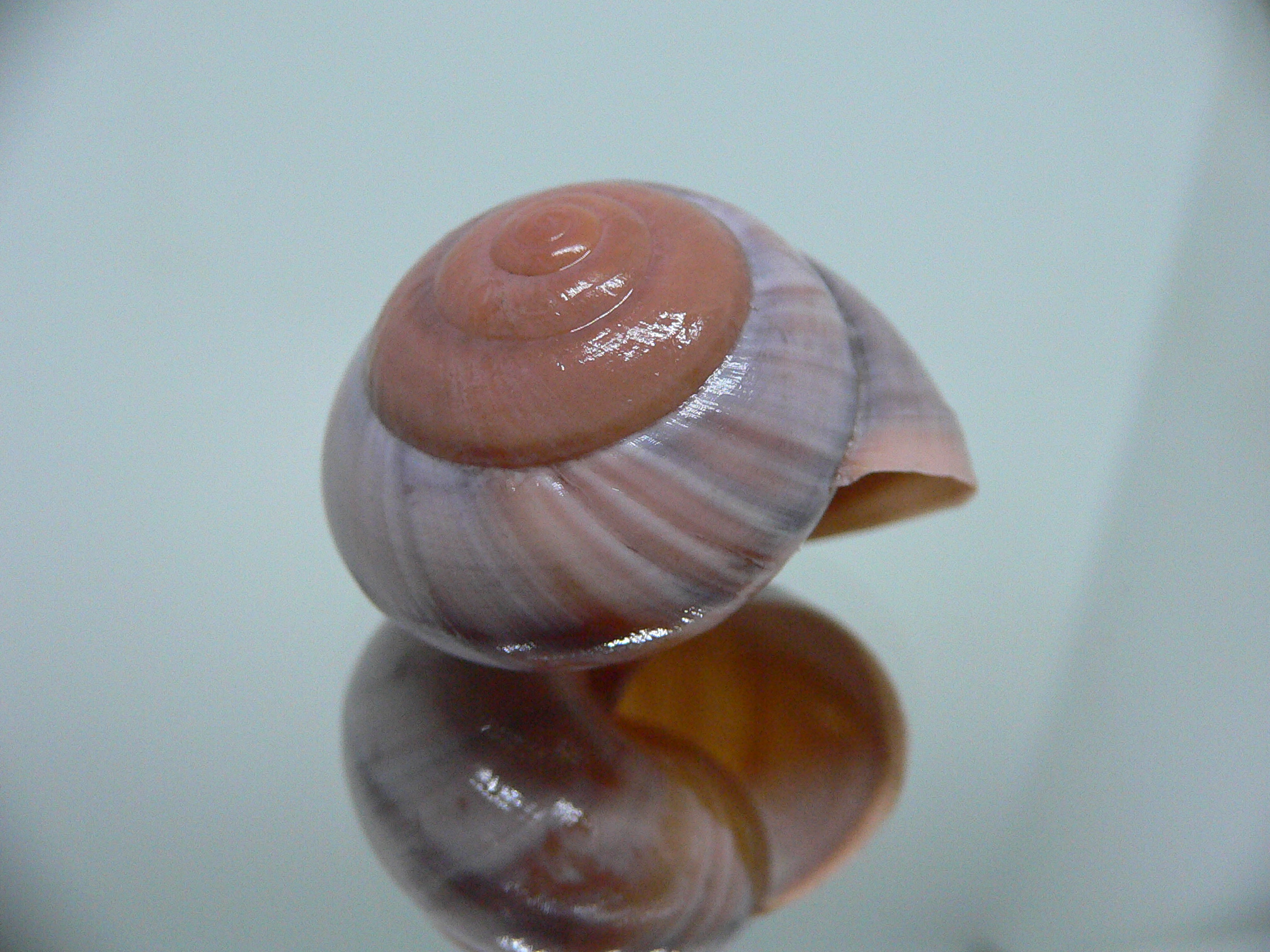 Asperitas sparsa baliensis LILAC