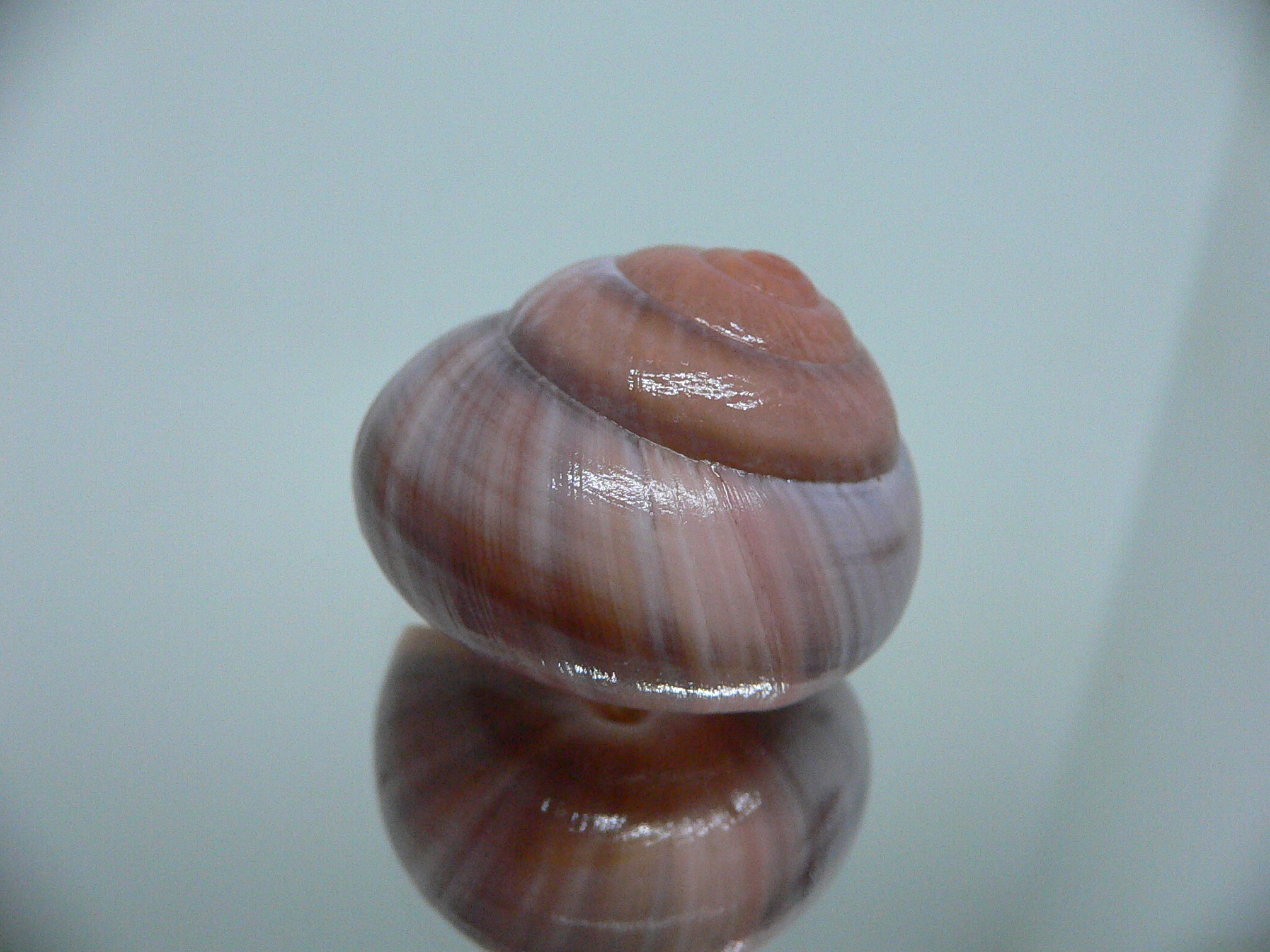 Asperitas sparsa baliensis LILAC