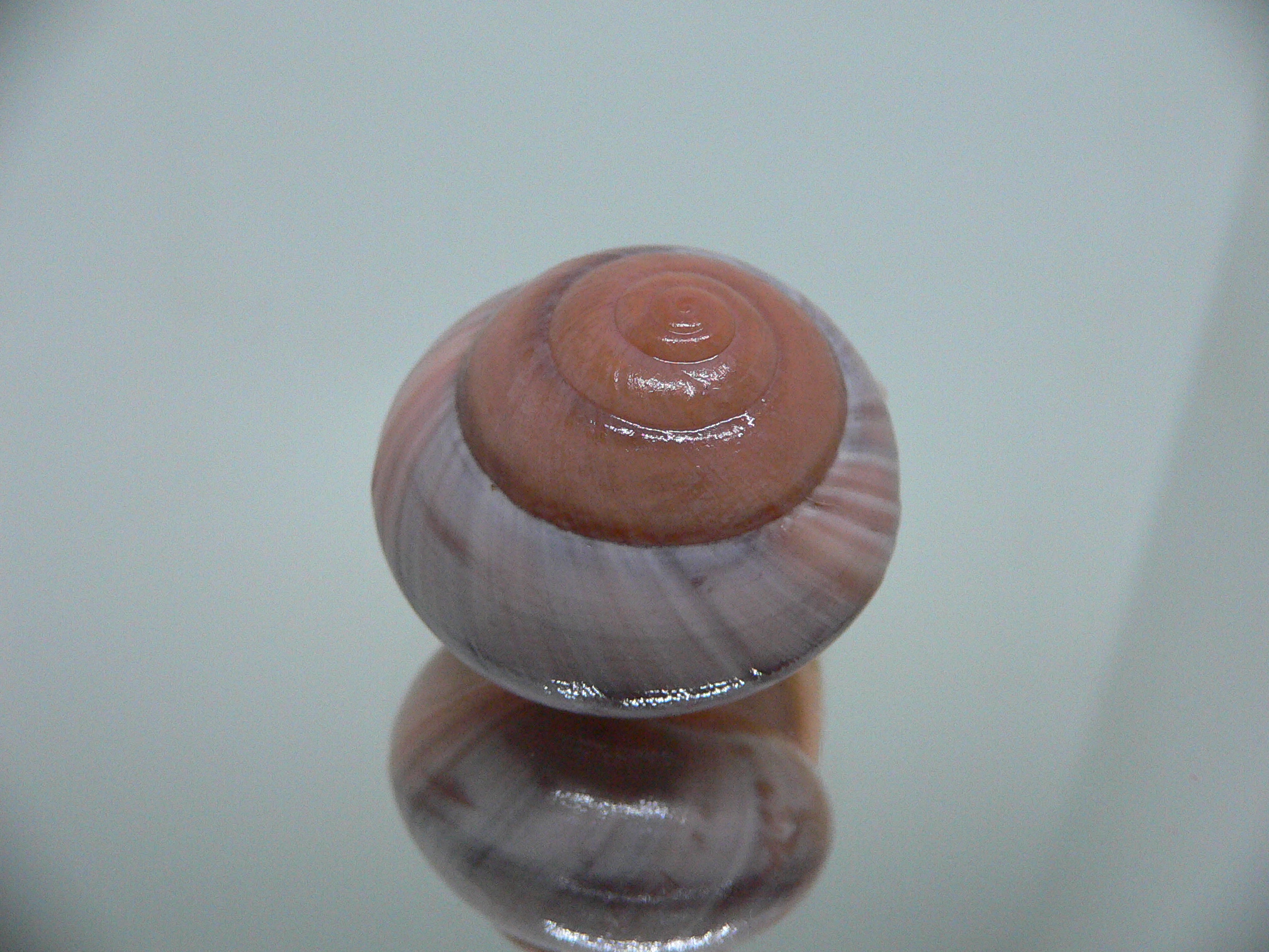 Asperitas sparsa baliensis LILAC