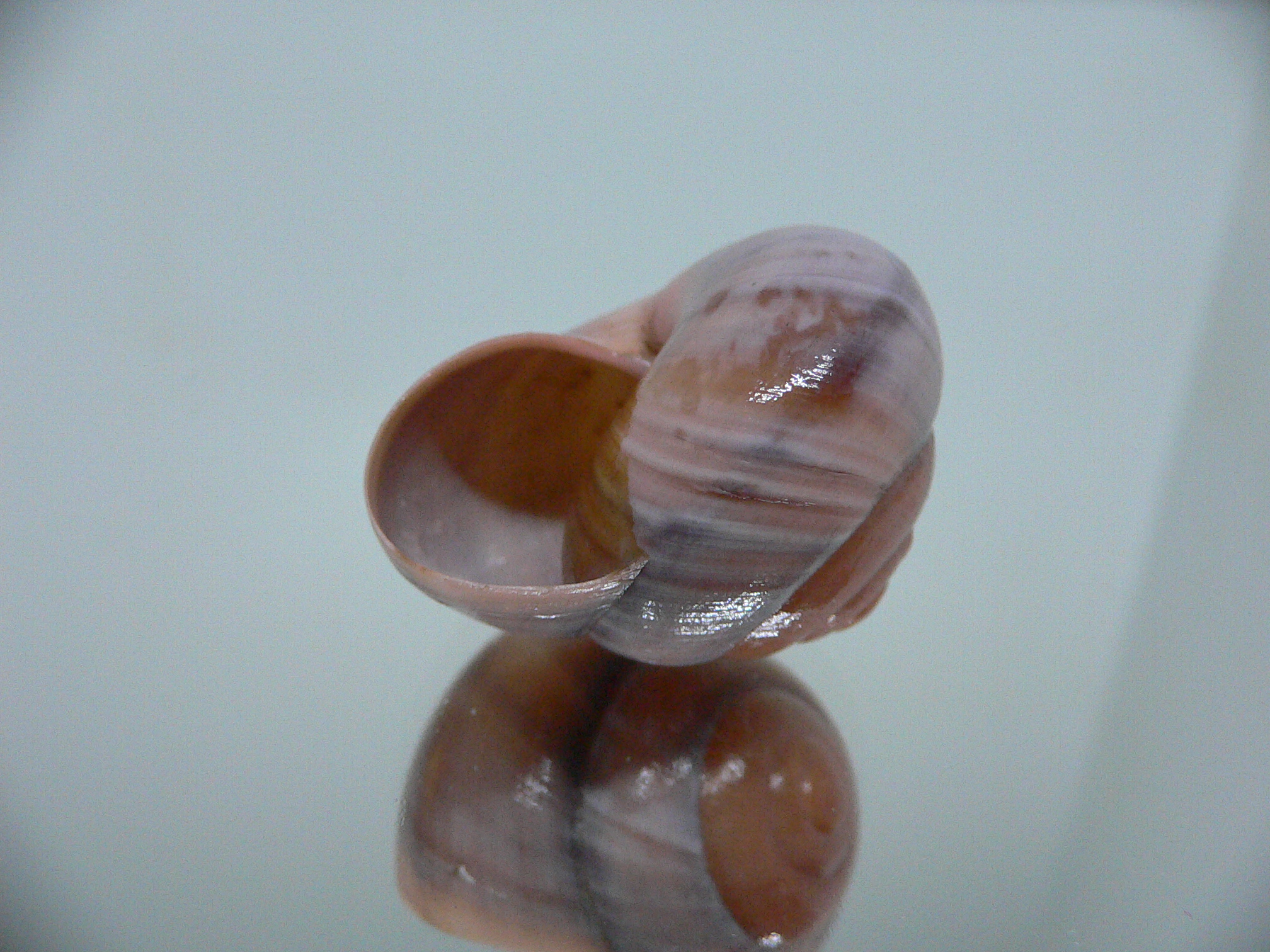 Asperitas sparsa baliensis LILAC