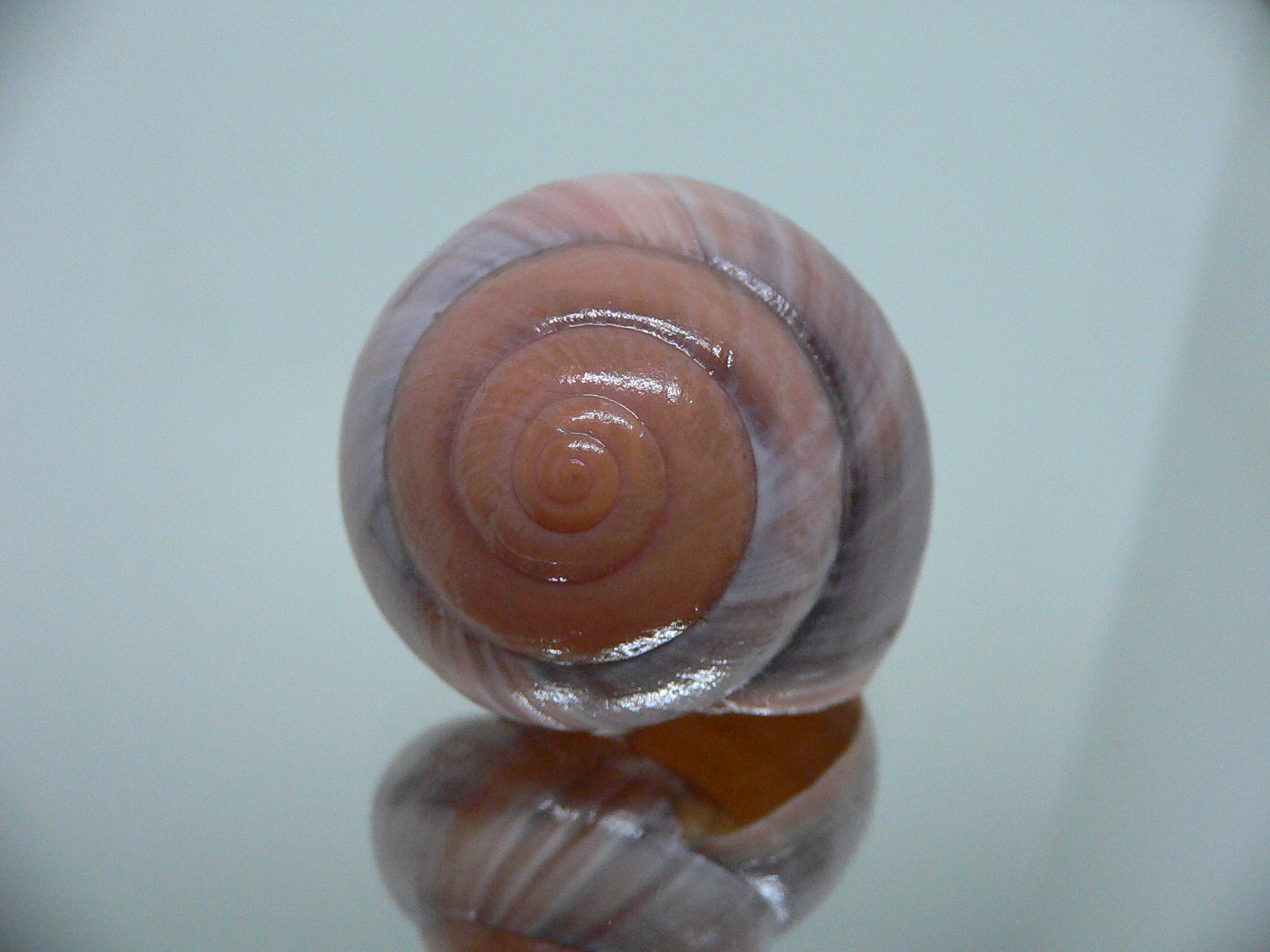 Asperitas sparsa baliensis LILAC