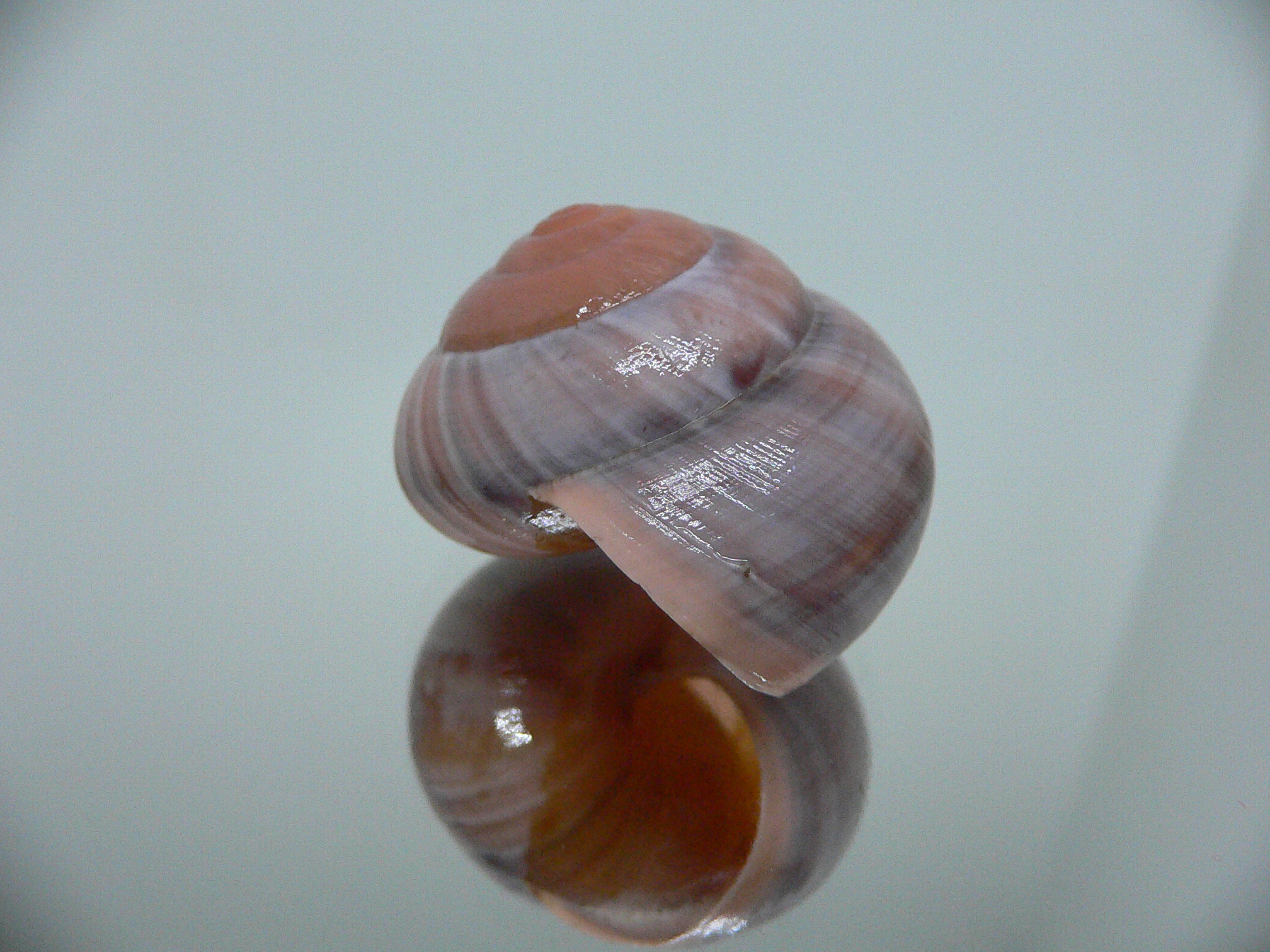 Asperitas sparsa baliensis LILAC