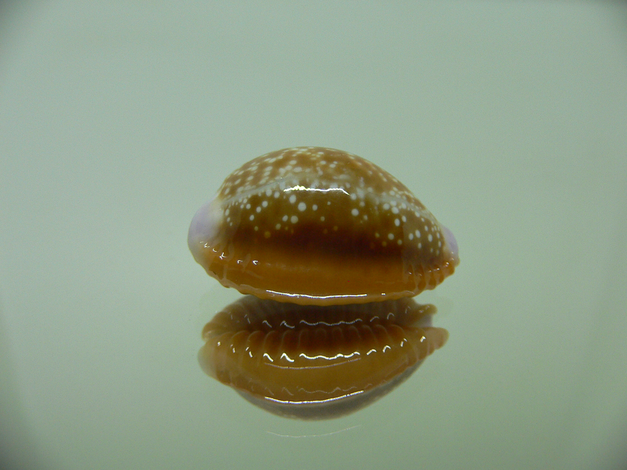 Cypraea helvola argella (var) 1