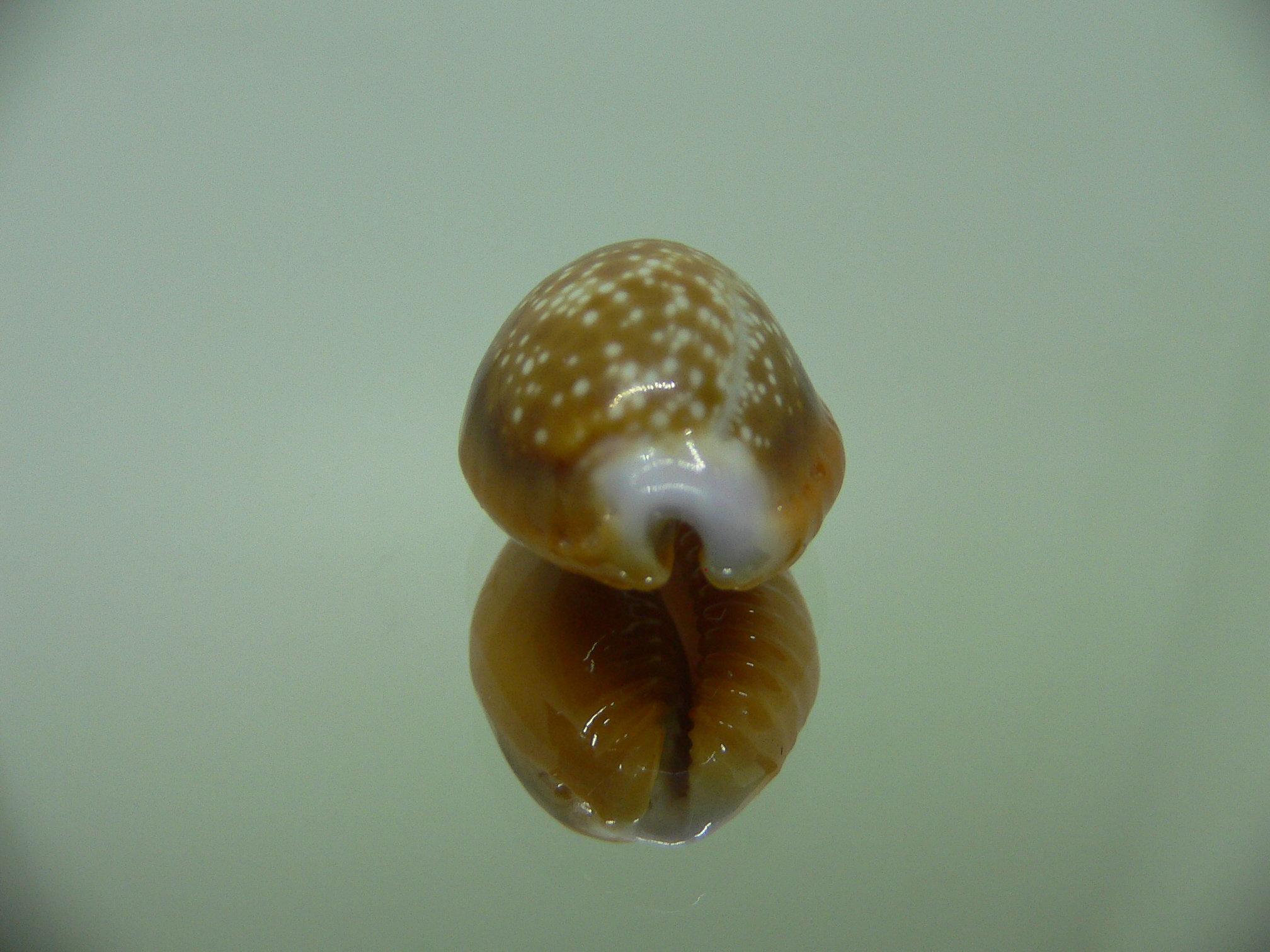 Cypraea helvola argella (var) 1