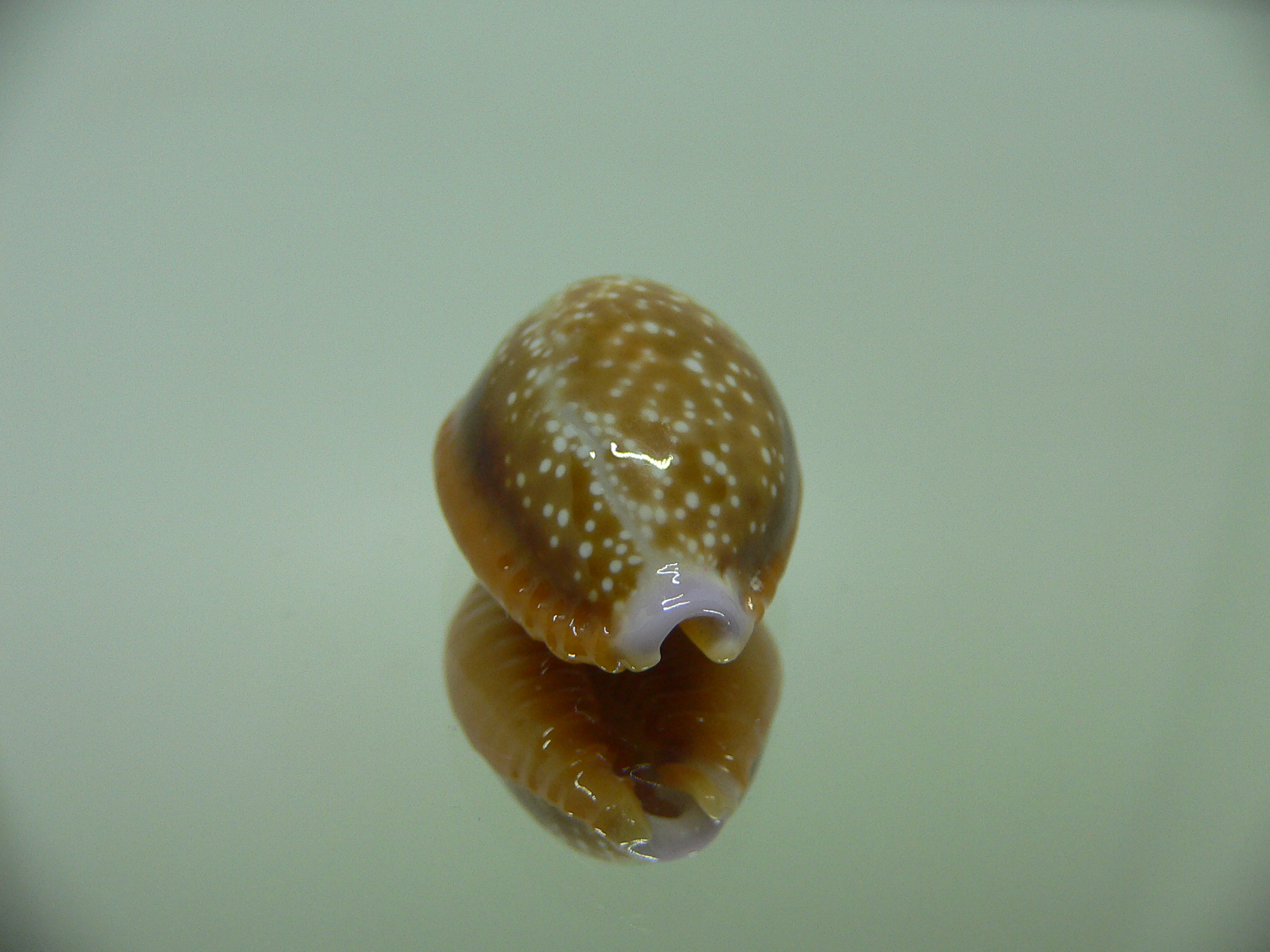 Cypraea helvola argella (var) 1