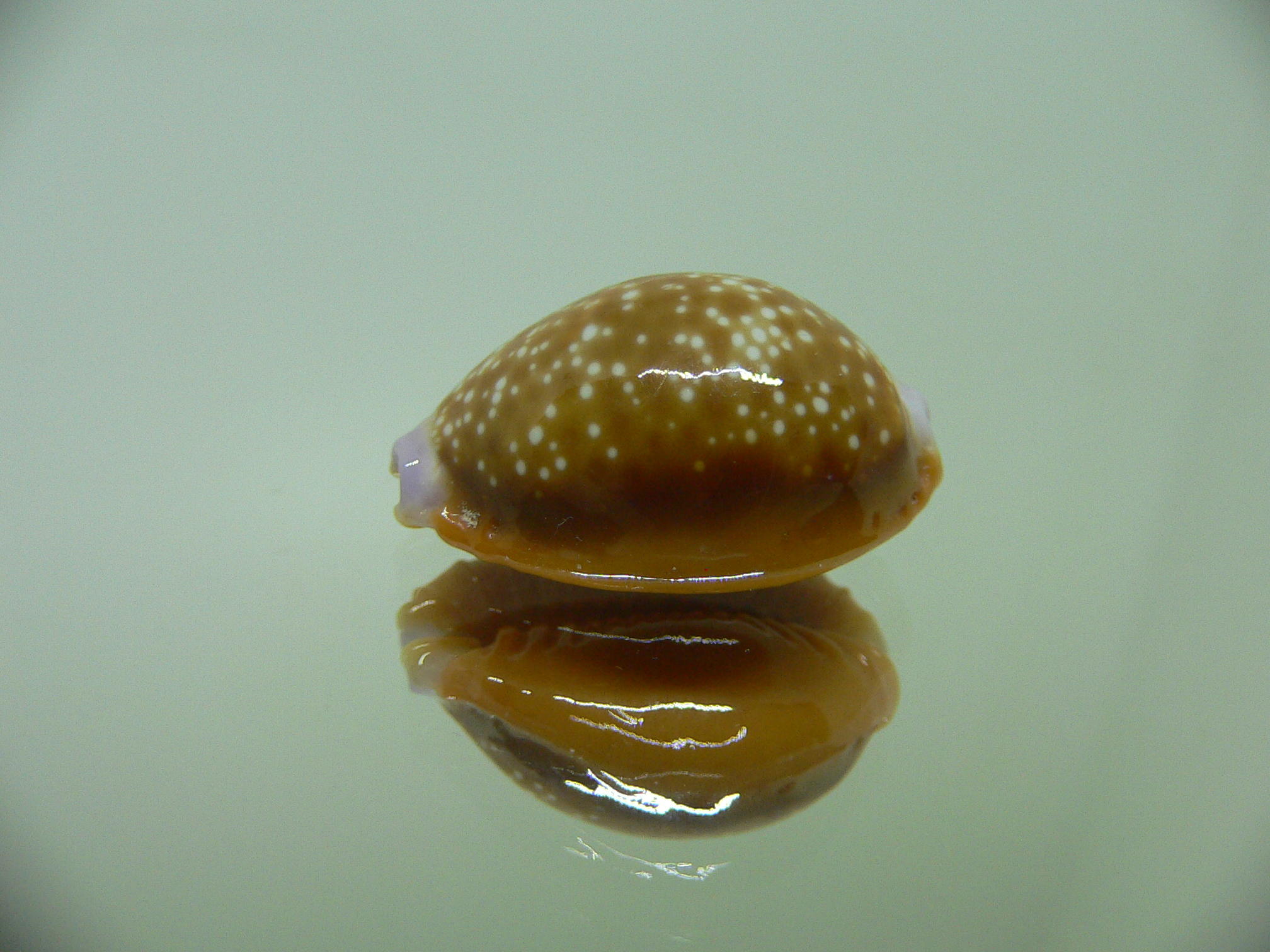 Cypraea helvola argella (var) 1