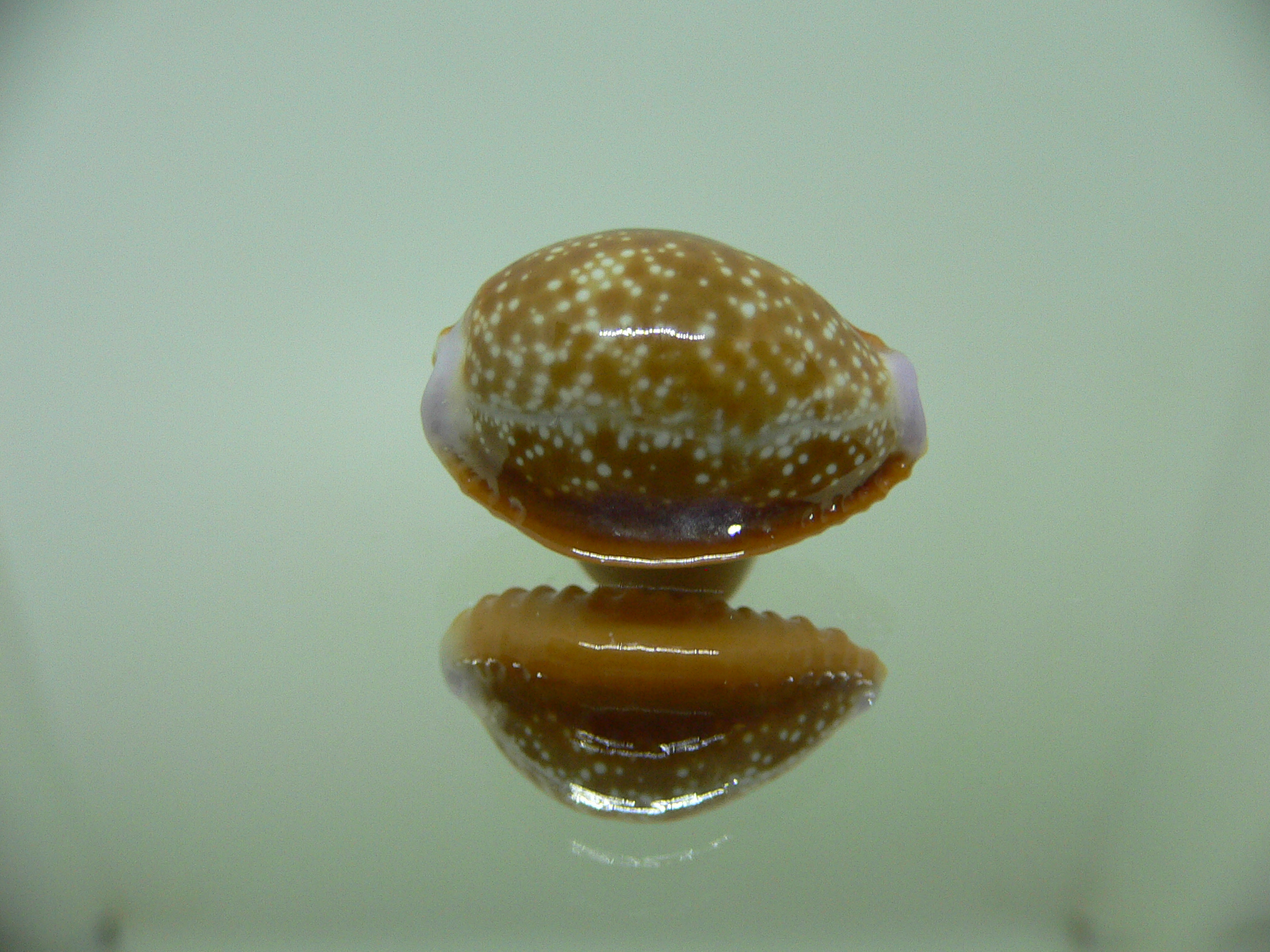 Cypraea helvola argella (var) 1