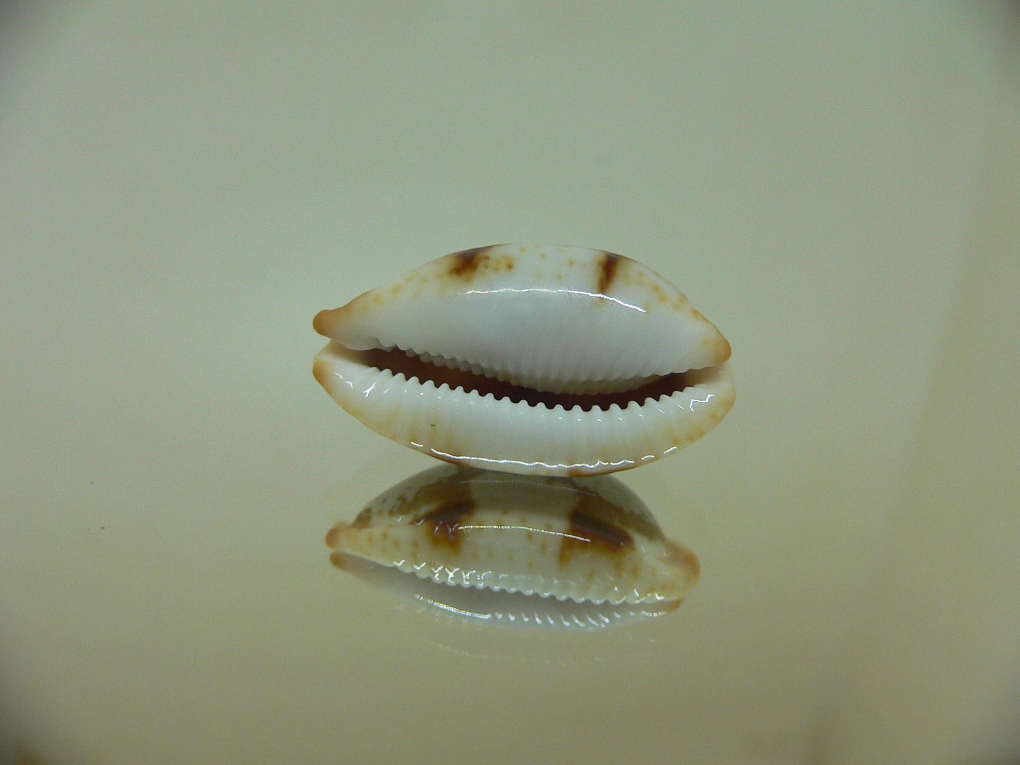 Cypraea stolida rubiginosa