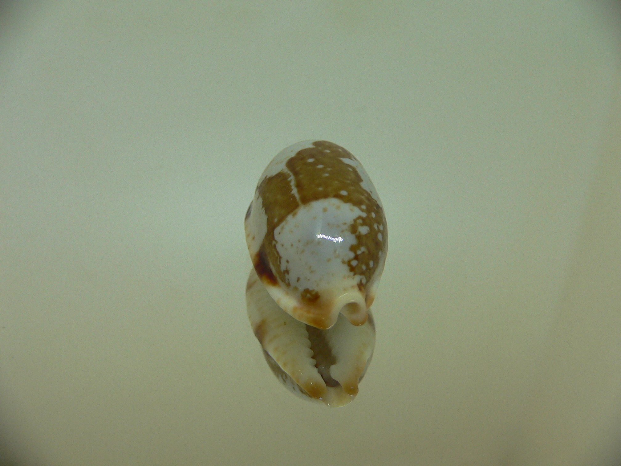 Cypraea stolida rubiginosa