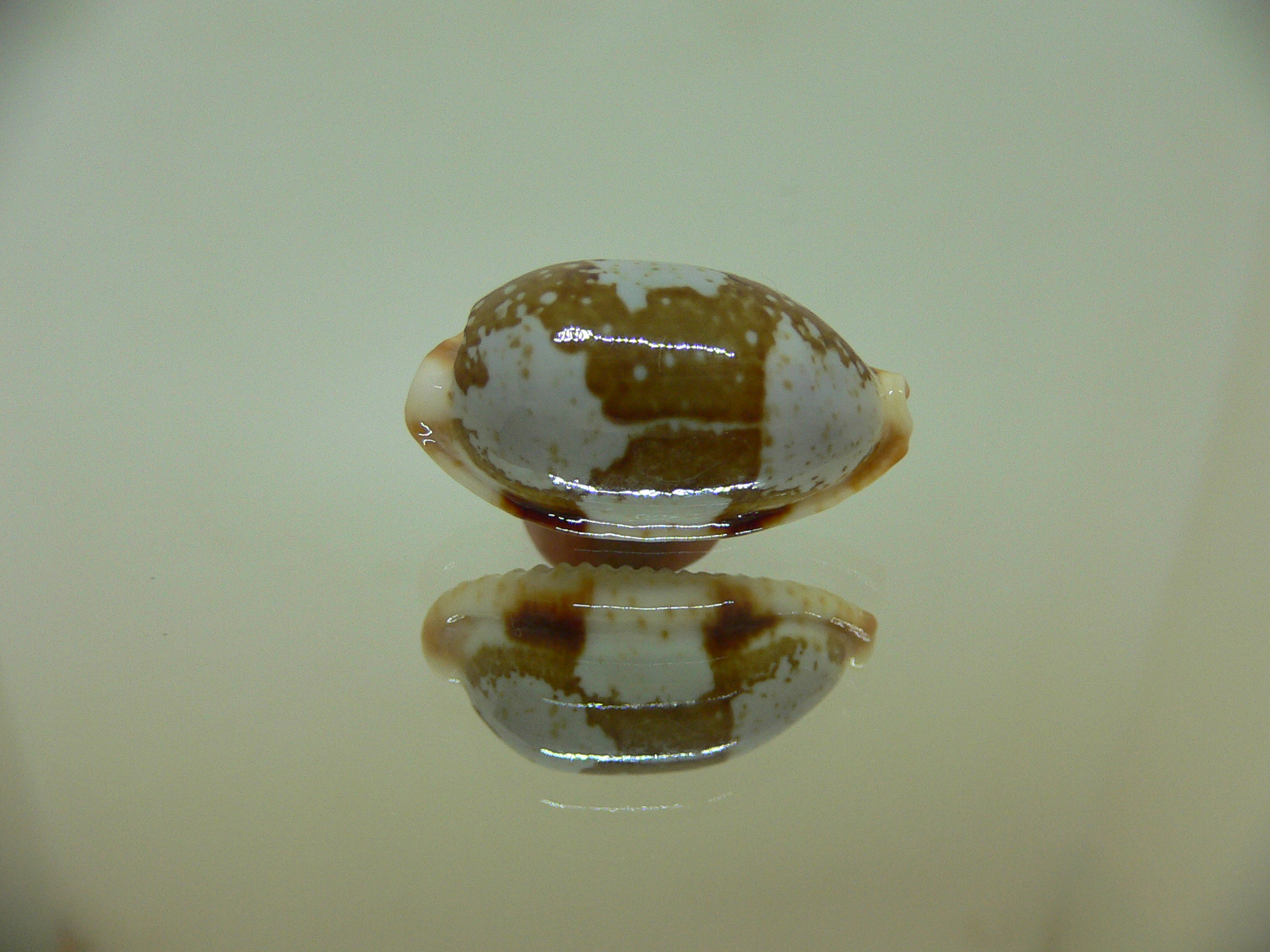 Cypraea stolida rubiginosa