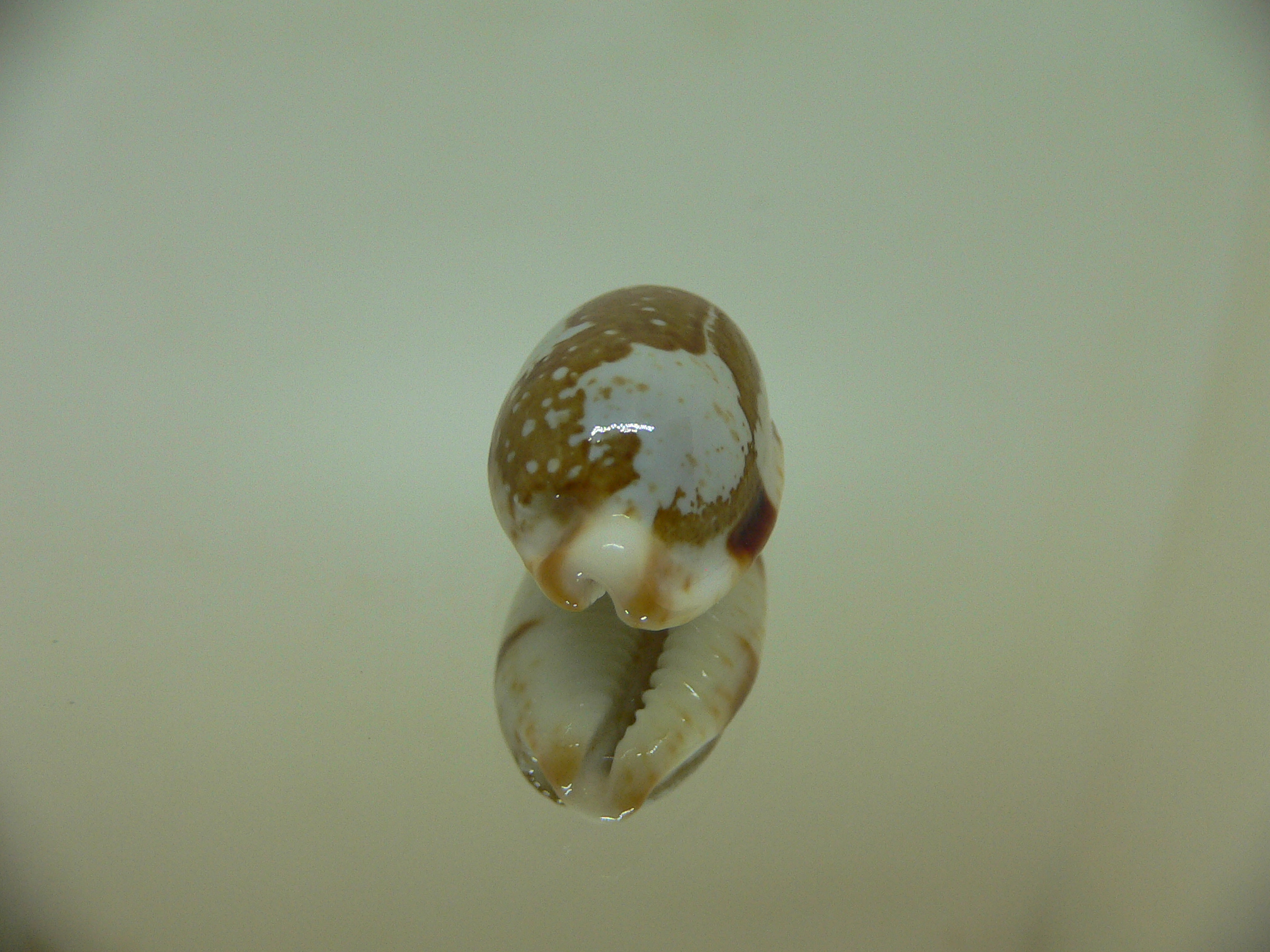 Cypraea stolida rubiginosa