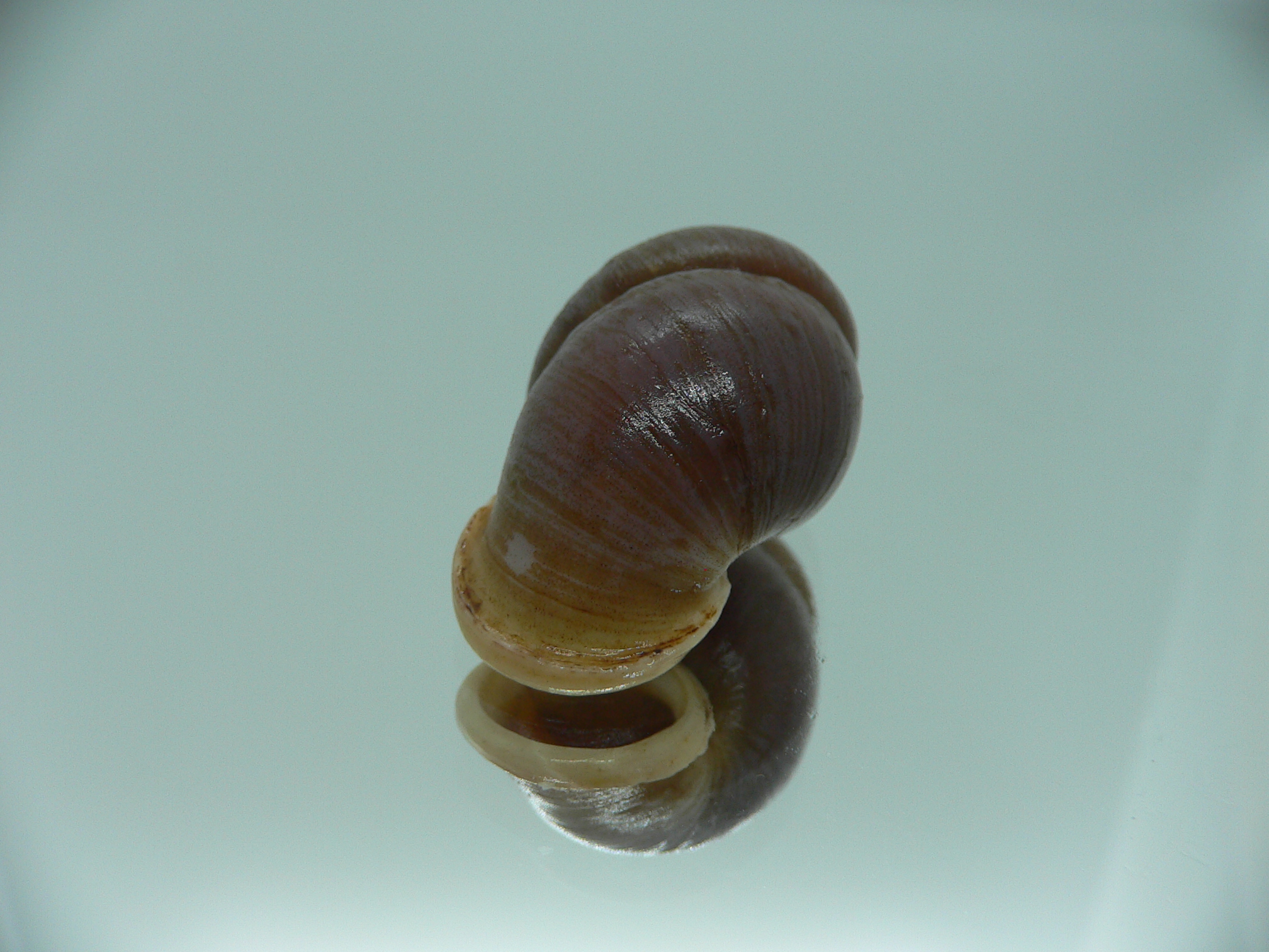 Pollicaria gravida GLOBOSE