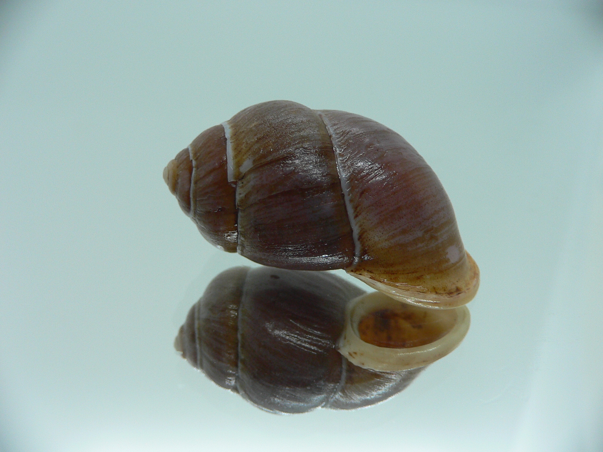 Pollicaria gravida GLOBOSE