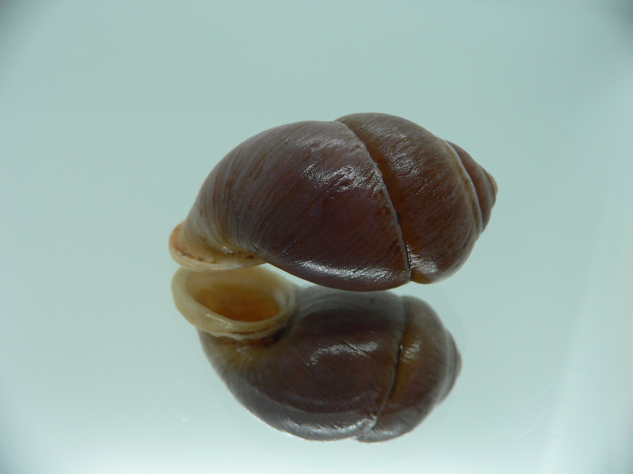 Pollicaria gravida GLOBOSE