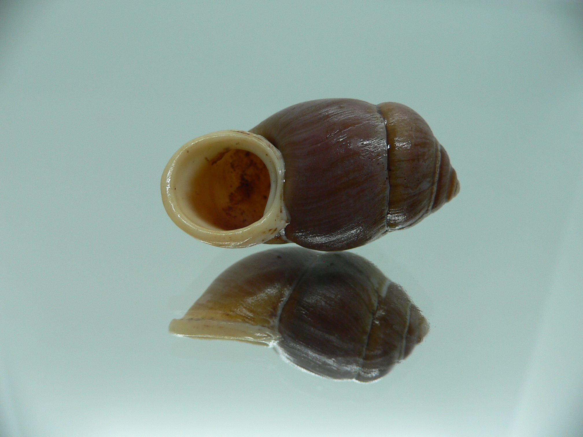 Pollicaria gravida GLOBOSE