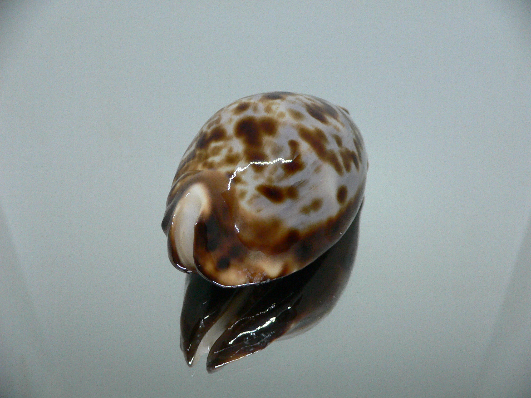 Zoila friendii friendii BLUE BACK & ELONGATE