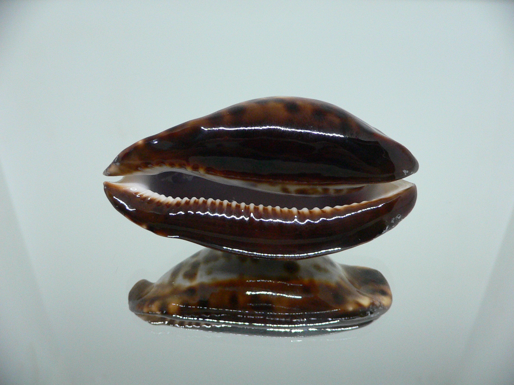 Zoila friendii friendii BLUE BACK & ELONGATE