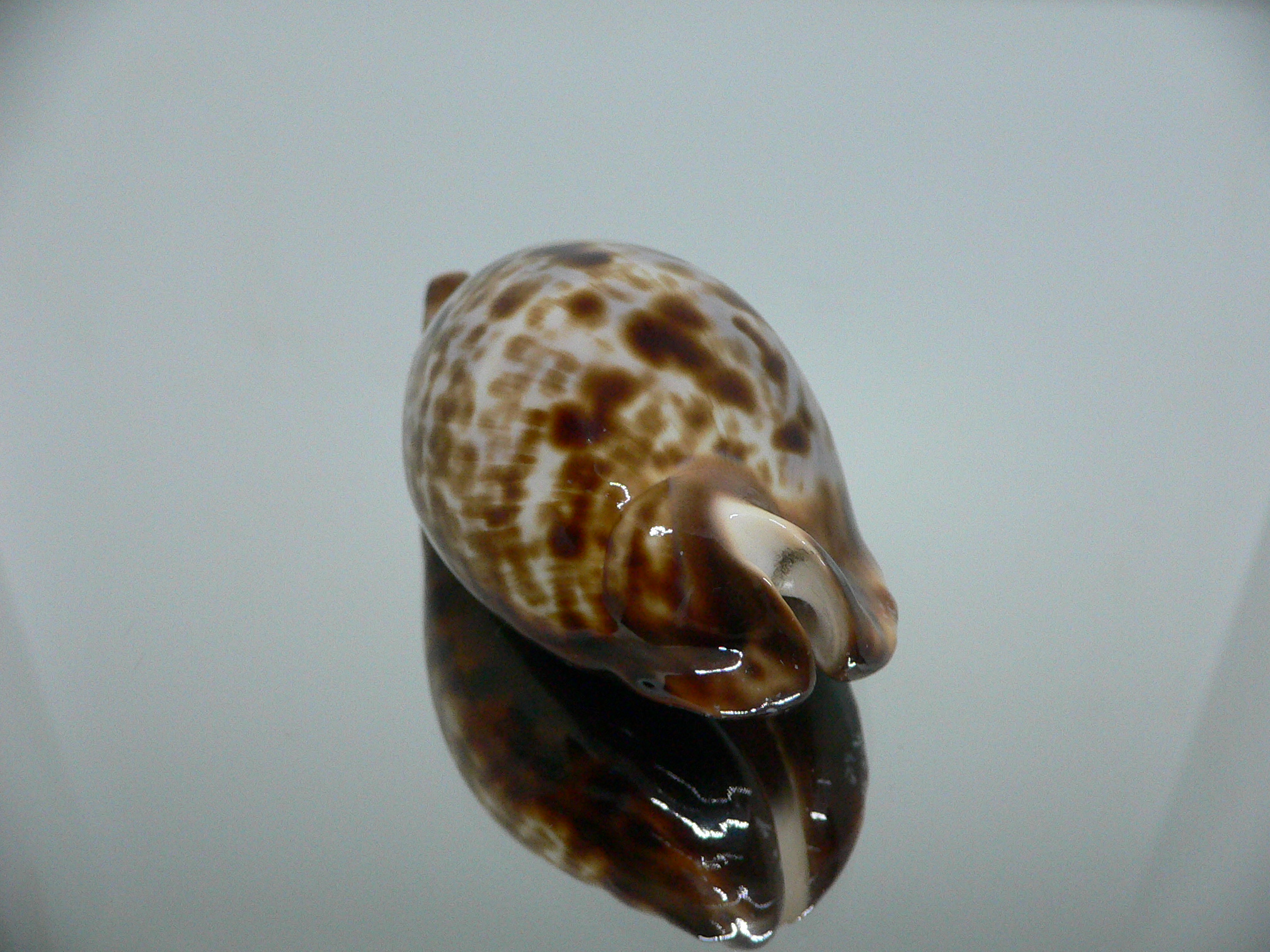 Zoila friendii friendii BLUE BACK & ELONGATE